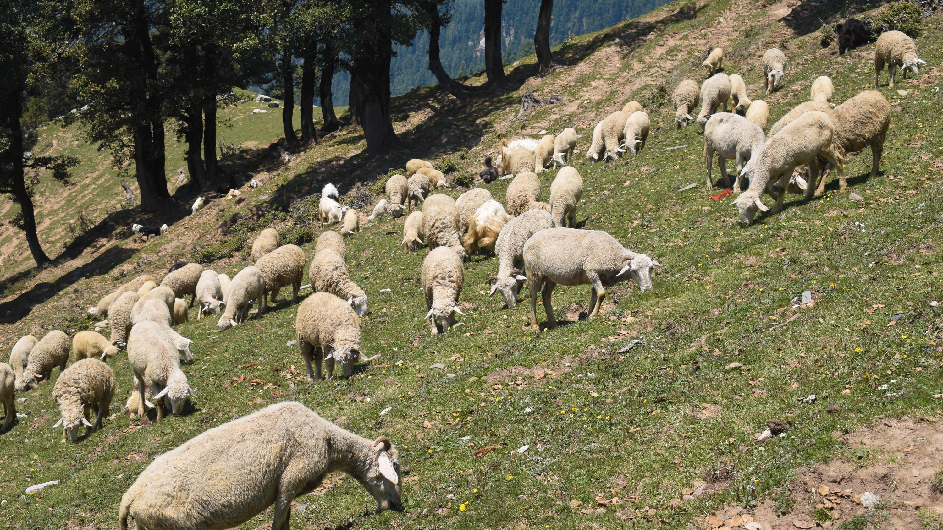 L'État doit «changer radicalement de méthode» sur les maladies animales, plaide la Confédération paysanne