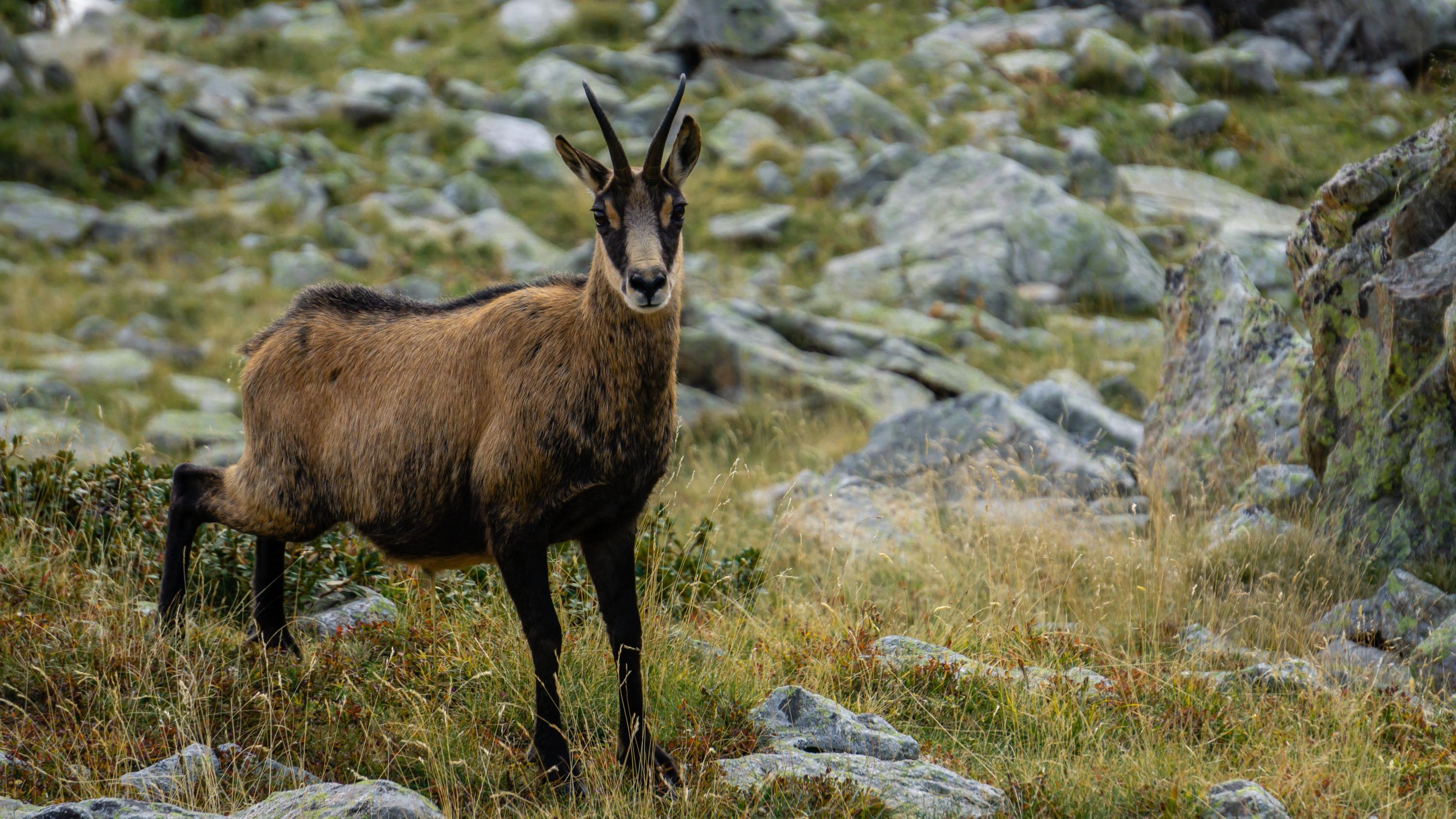 Alpes-Maritimes : le président d’une société de chasse de la Vésubie mis en cause pour le braconnage de chamois