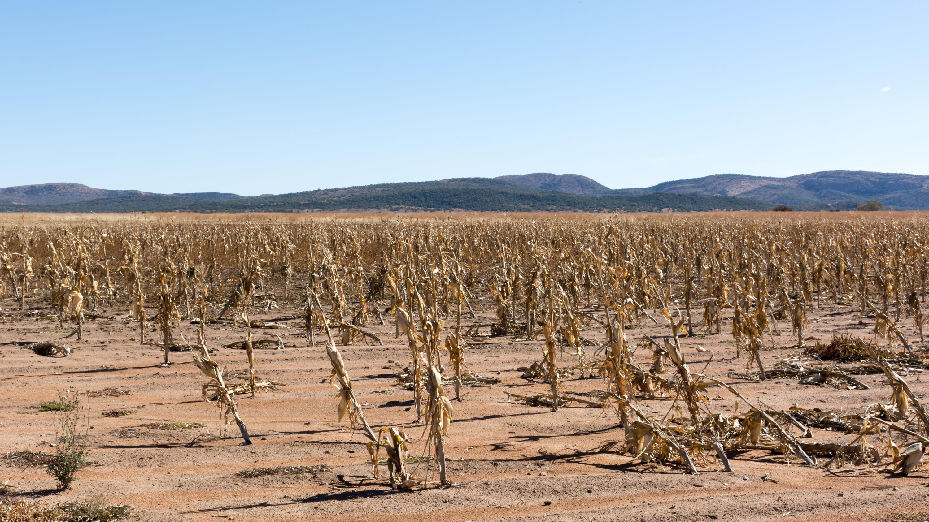 Avec le réchauffement climatique, les sécheresses pluriannuelles sont de plus en plus régulières