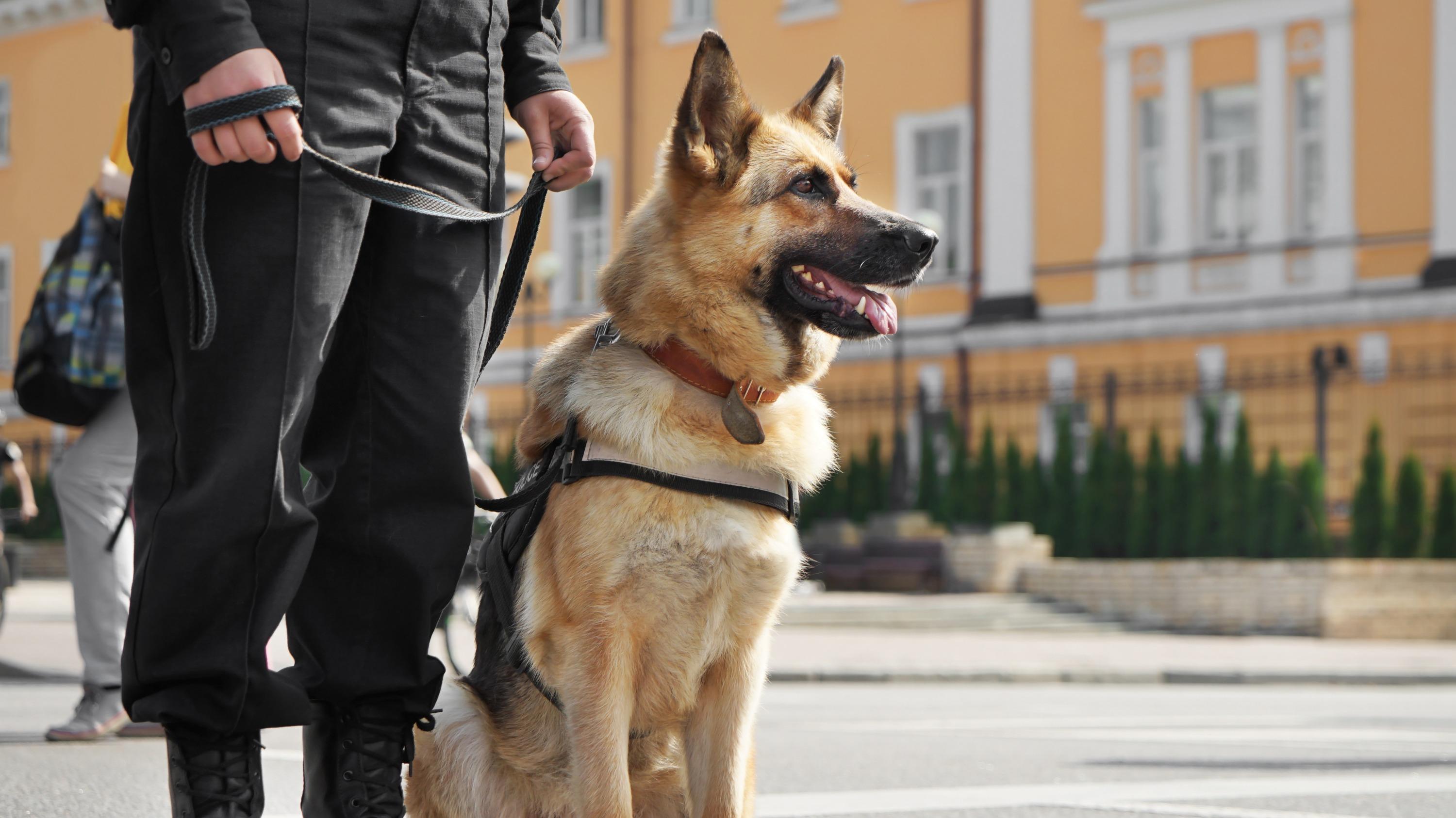 Nantes : en attendant les renforts policiers, la brigade canine montre les crocs