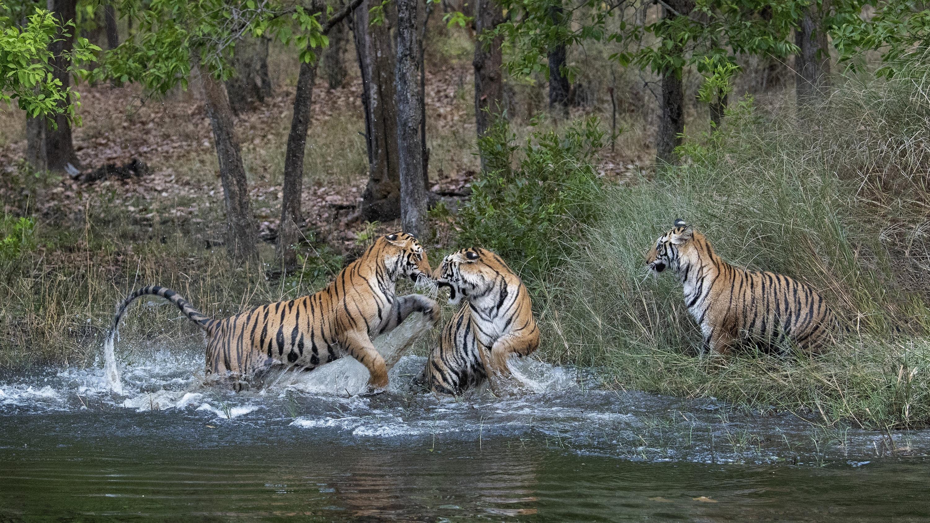 L’Inde a réussi son pari de protection de sa population de tigres