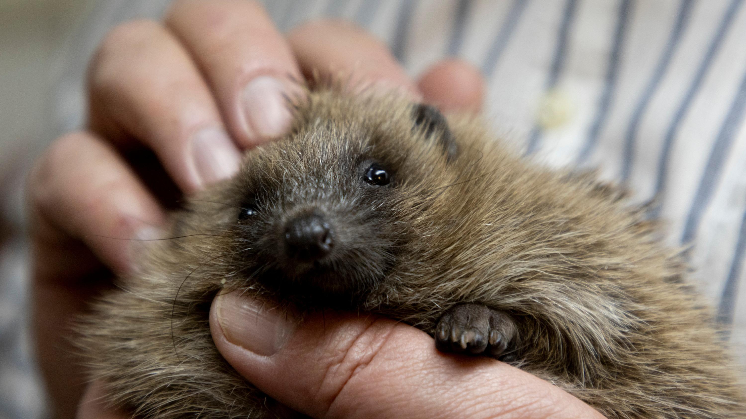 «Ce sont des animaux fragiles» : une initiative originale pour sauver les hérissons, espèce en déclin