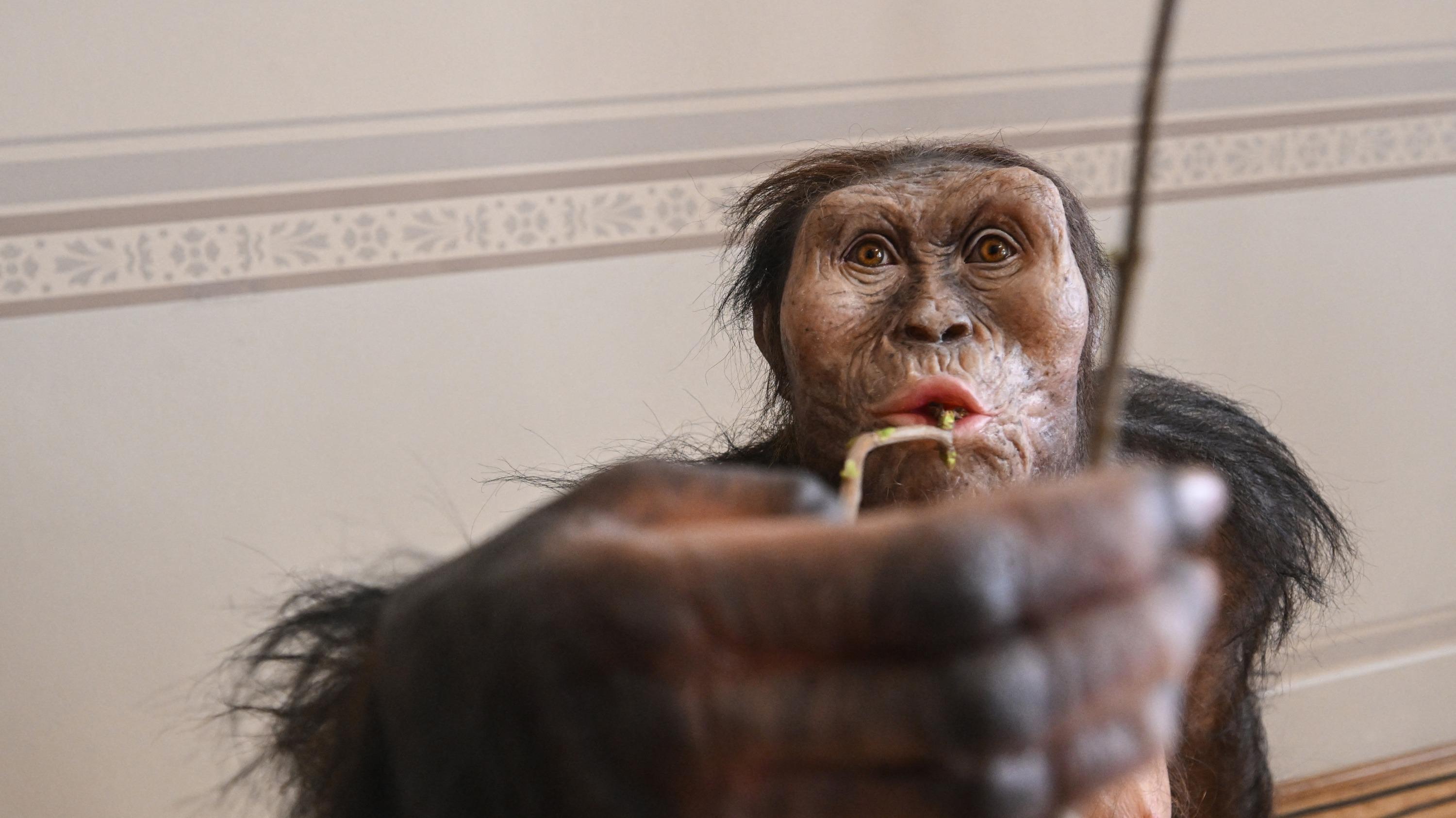 Cinquante ans après sa découverte, notre ancêtre Lucy va être exposée pour la première fois en Europe