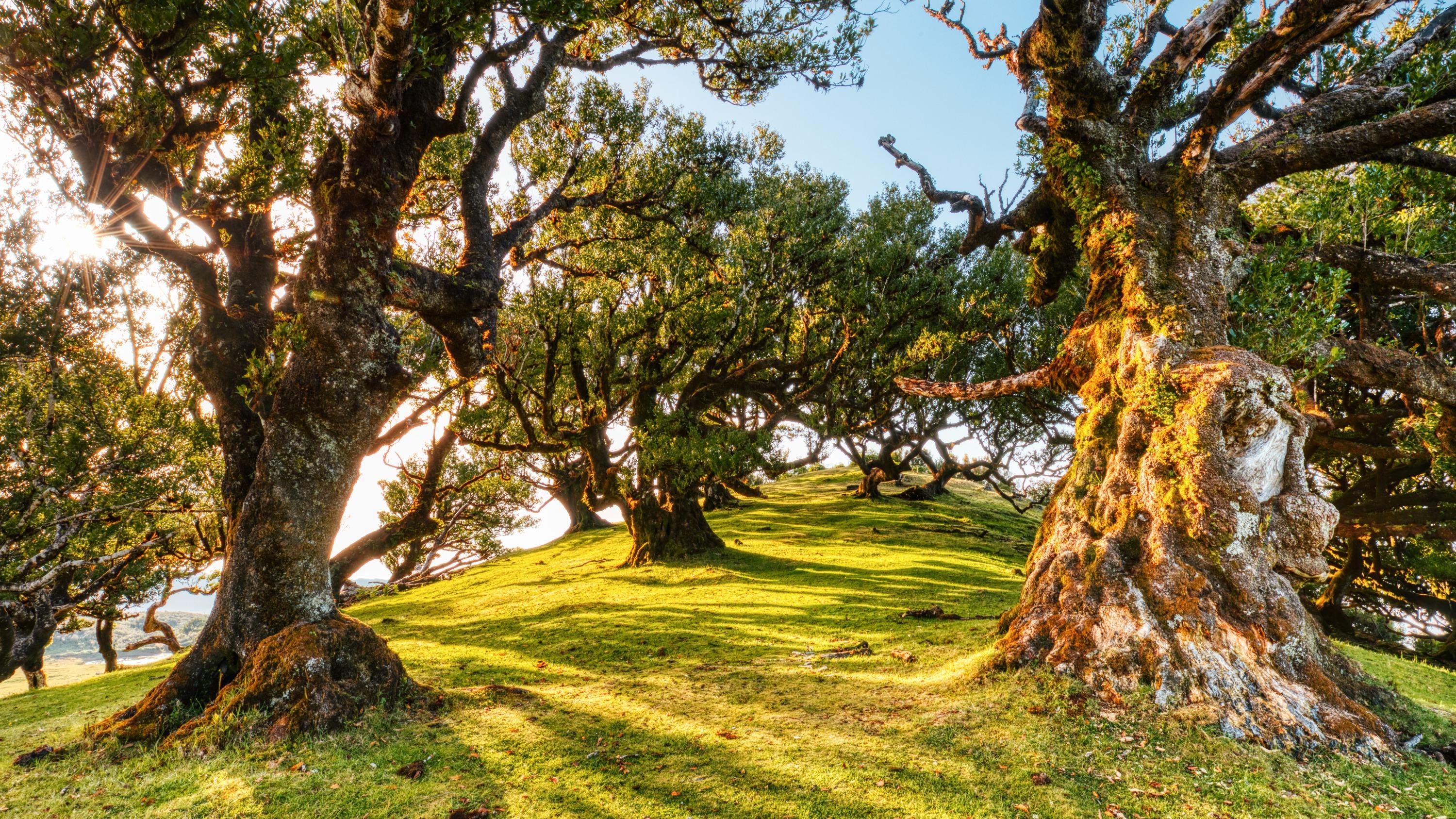 Et si les forêts n’étaient pas de si bons poumons de la planète ?