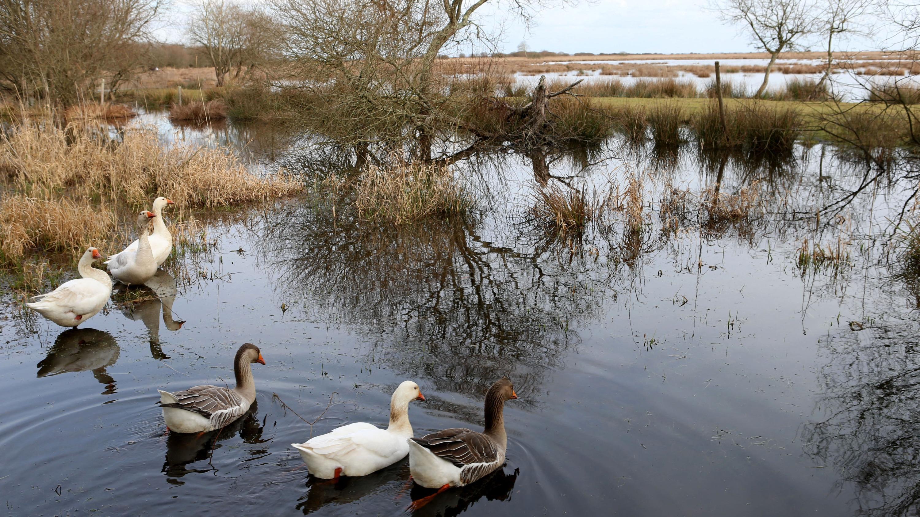 «Nous sommes en pleine catastrophe écologique» : des milliers d’oiseaux retrouvés morts dans les marais de Loire-Atlantique
