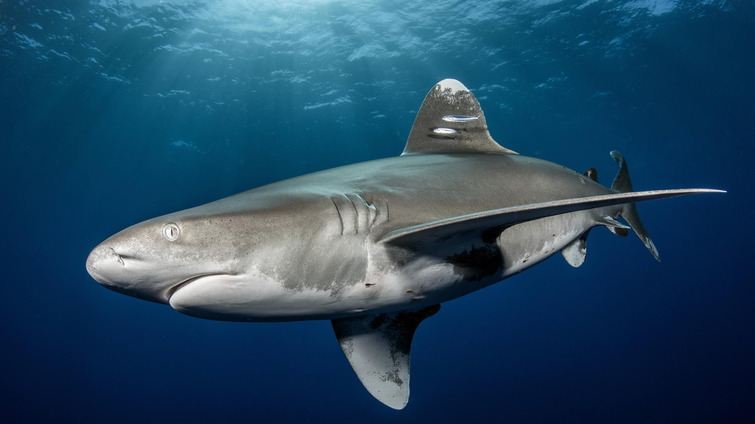 En Australie, un adolescent gravement blessé par un requin