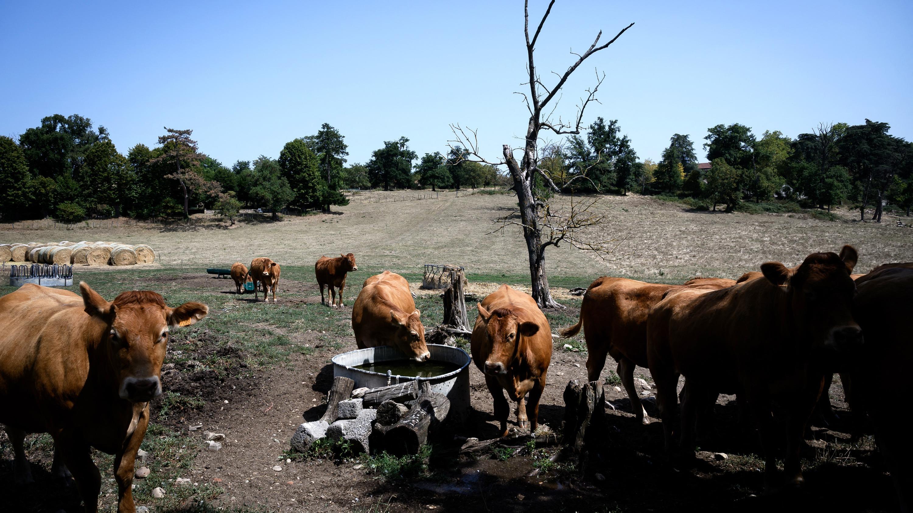 «Plus aucun cas» en France : à la veille du salon de l’Agriculture, l’épidémie de dermatose touche à sa fin