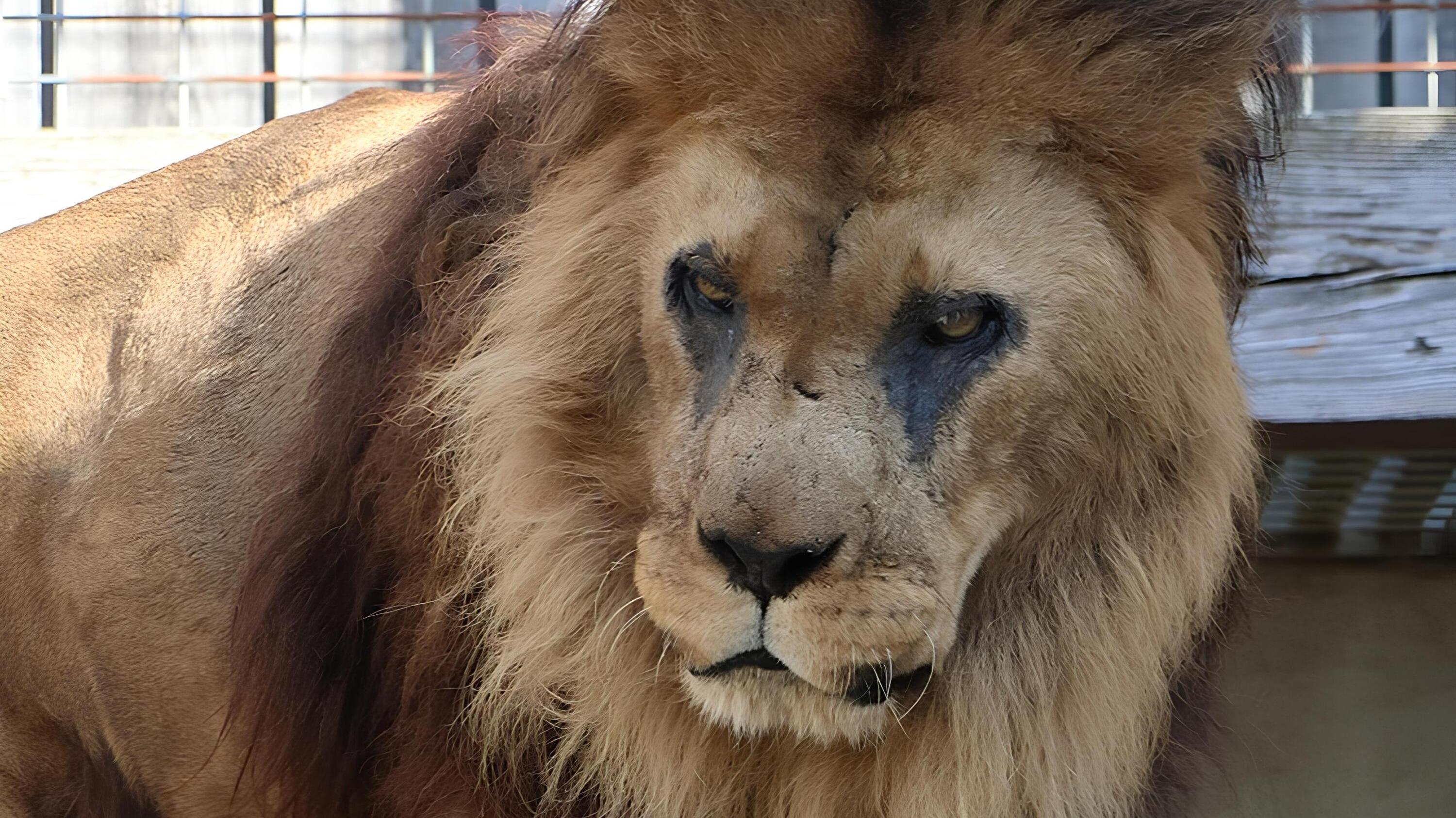Djibo, le plus vieux lion d’Europe, est mort à «un âge inimaginable»
