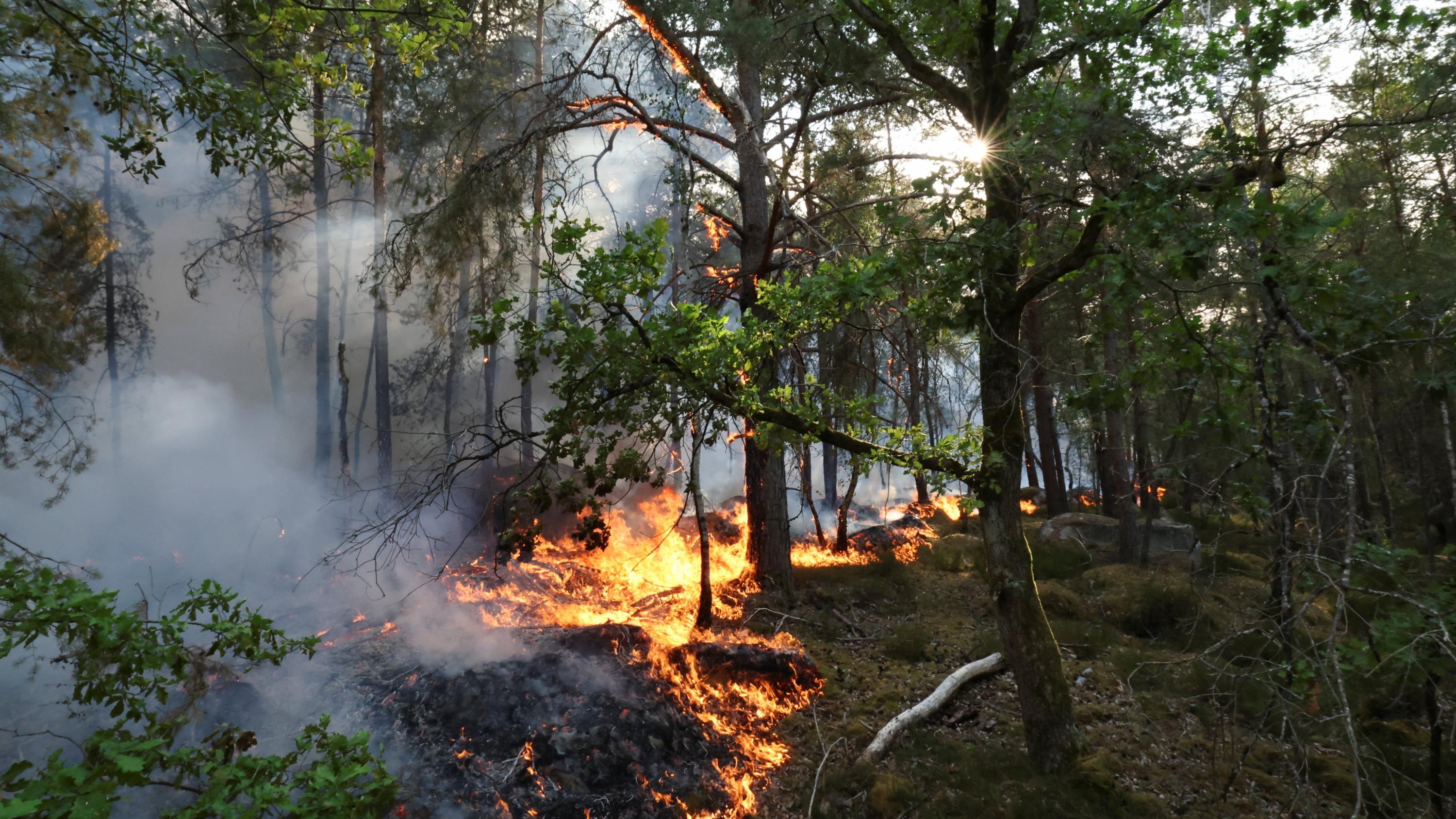 EN DIRECT - Incendies en forêt de Fontainebleau : six individus interpellés, dont un pompier volontaire qui a reconnu son implication