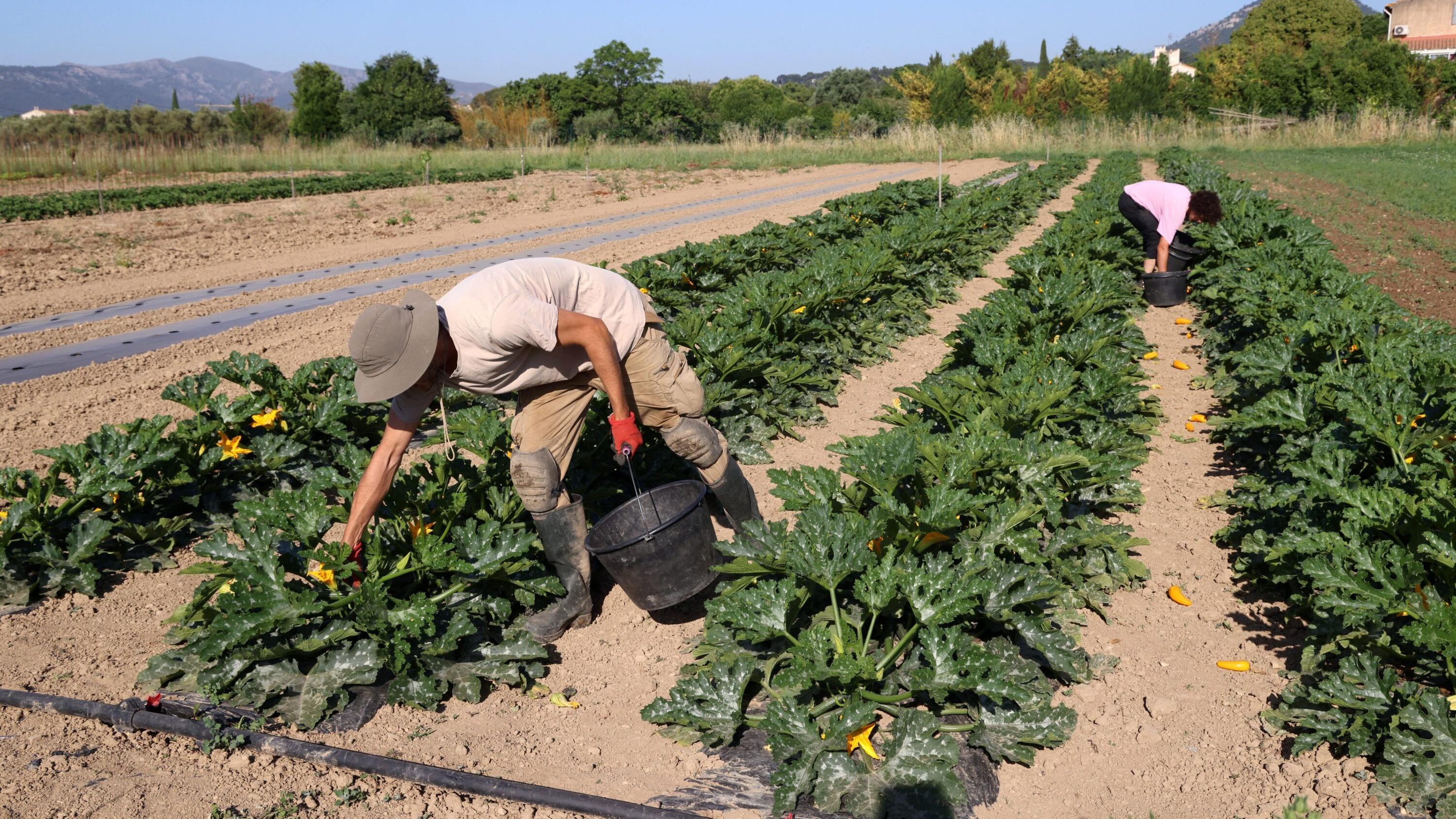 Carotte, salade, nectarine... La canicule met à mal la production des fruits et légumes et gonfle les prix