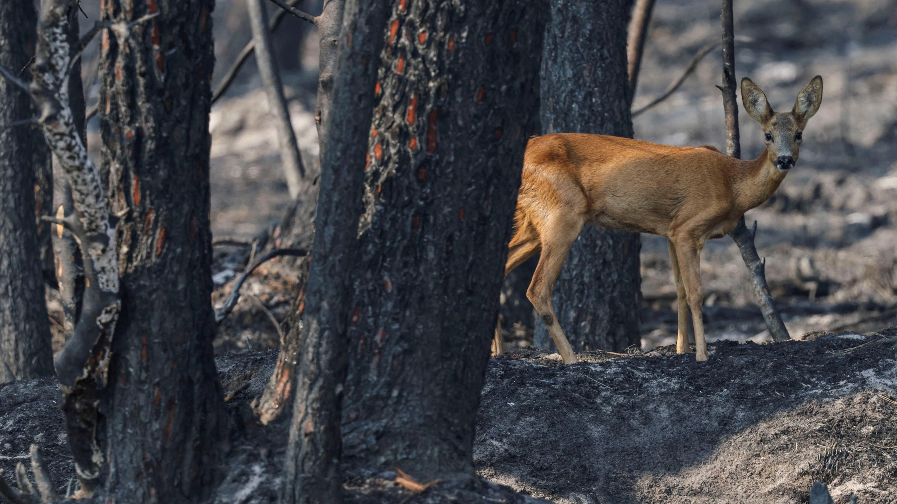«Pas de fusils sur les cendres» : une pétition pour l’arrêt de la chasse dans les forêts incendiées rassemble plus de 300.000 signatures