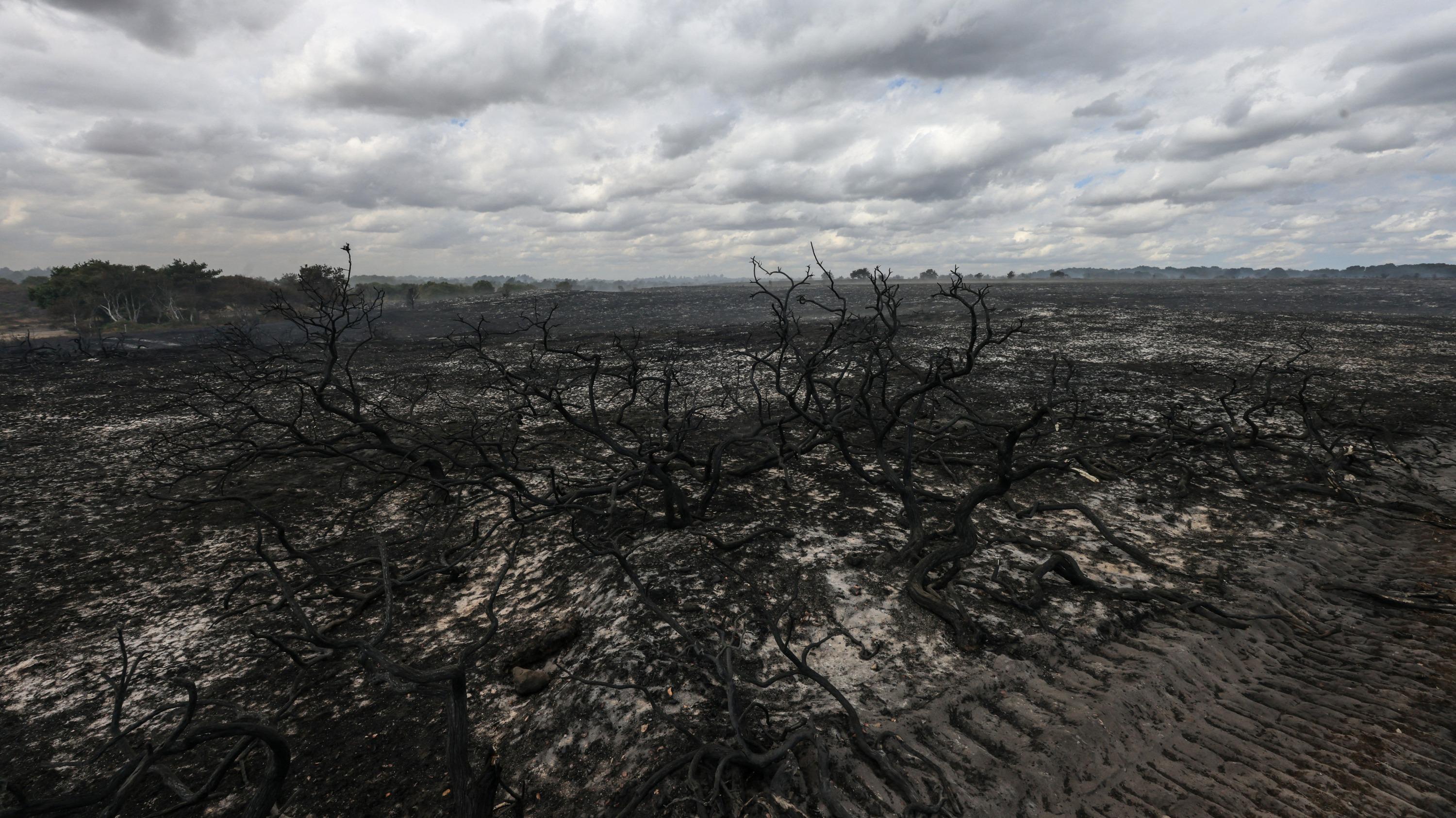 « Une dévastation totale » : en Angleterre, la faune et la flore du Suffolk ravagées par les incendies