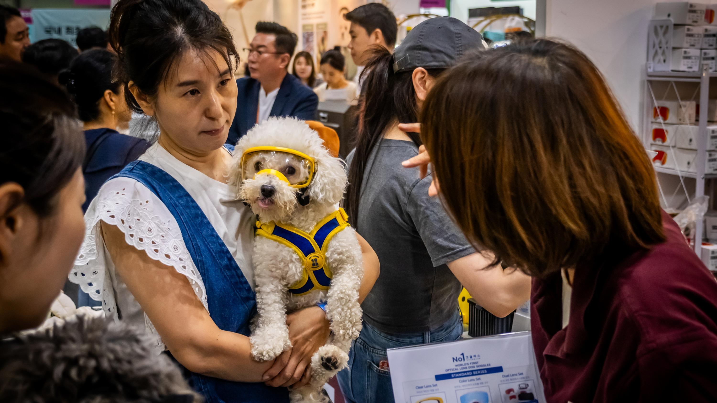 Restaurants canins, poussettes pour chien, et même... service funéraire : à Séoul, le « grand remplacement » par les toutous