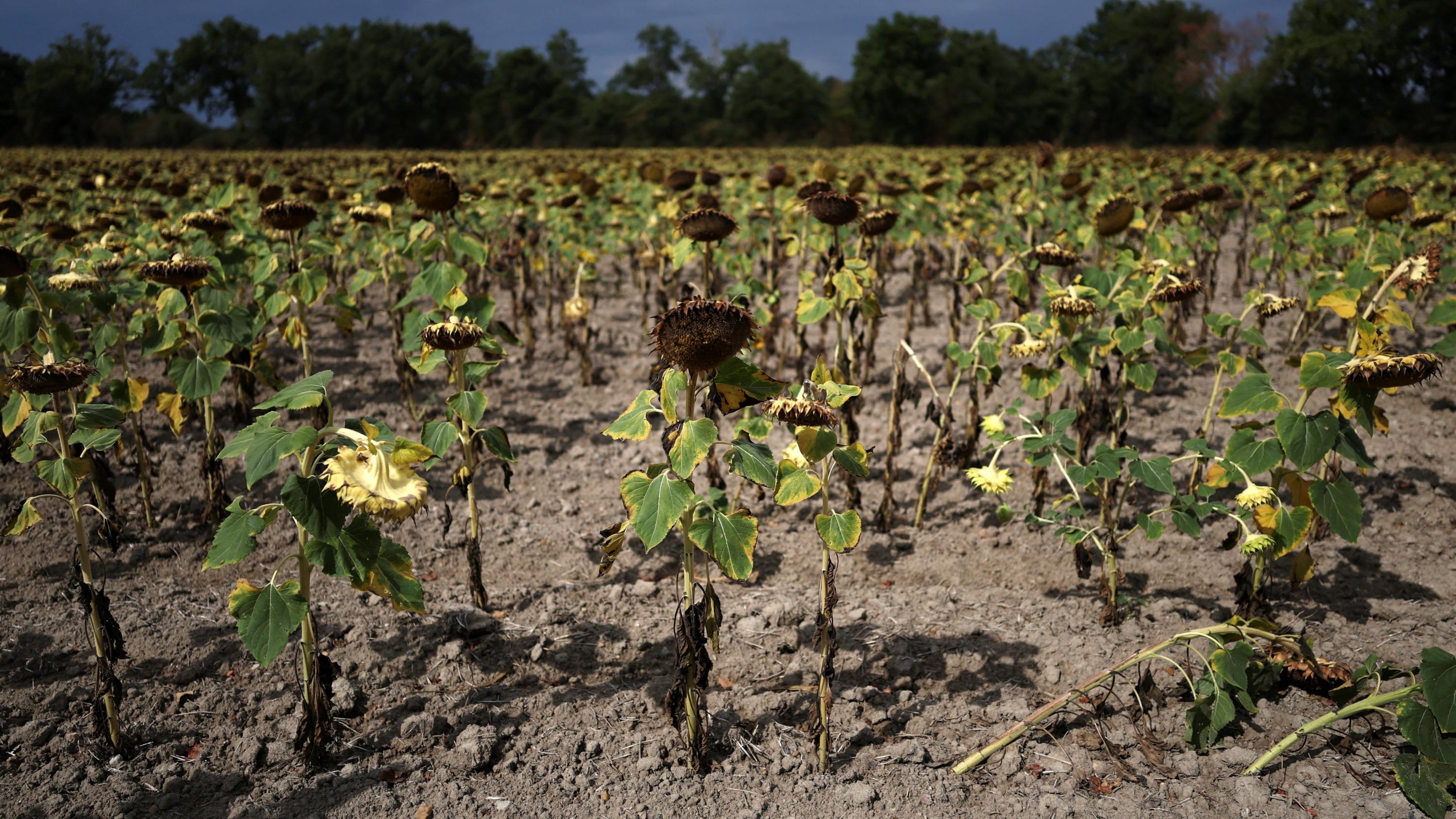 Climat : l’ONU prépare le monde à un dépassement temporaire au-delà de 1,5 °C de réchauffement