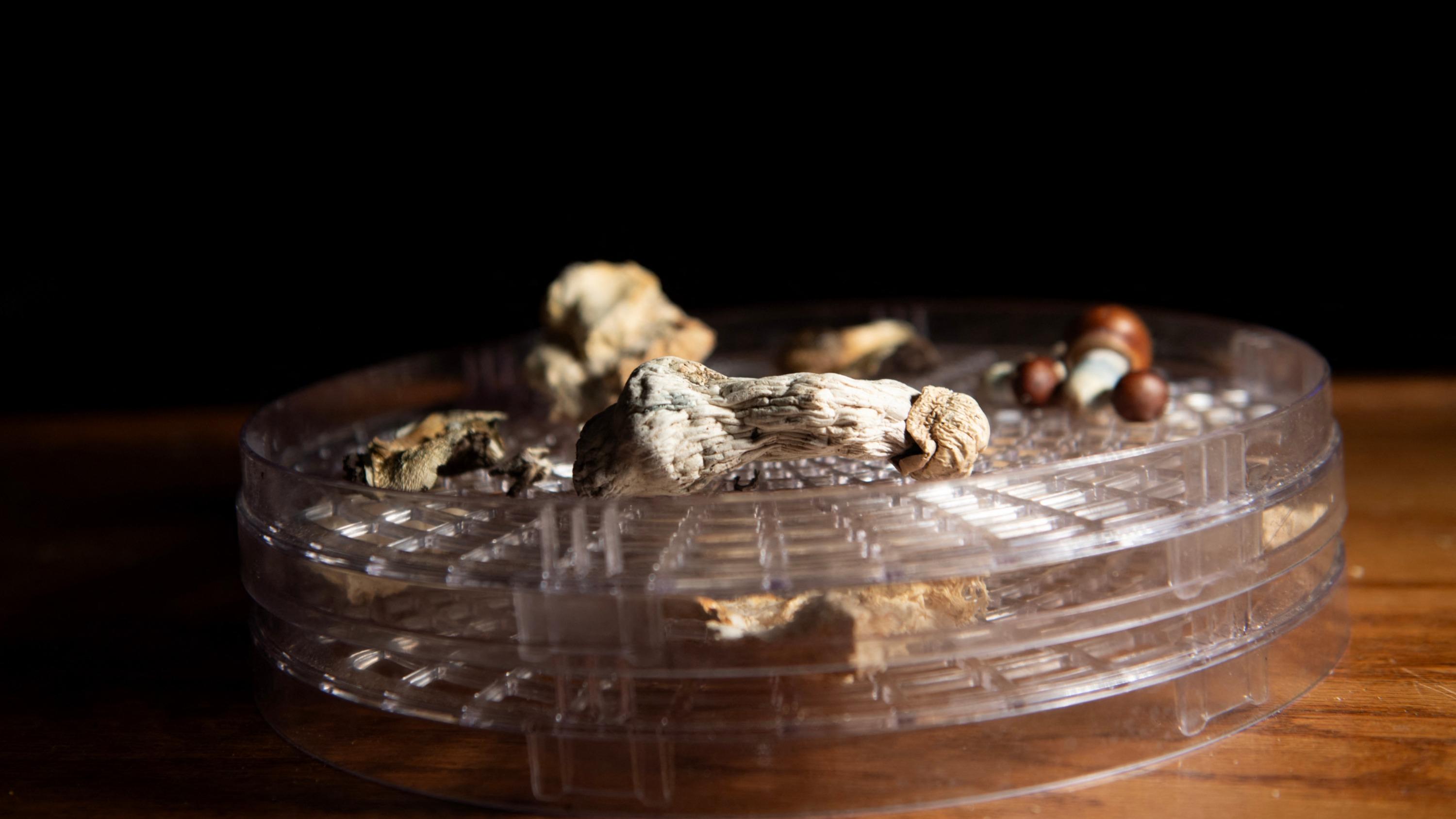 Cancer : les champignons hallucinogènes, un espoir contre les douleurs liées à la chimiothérapie