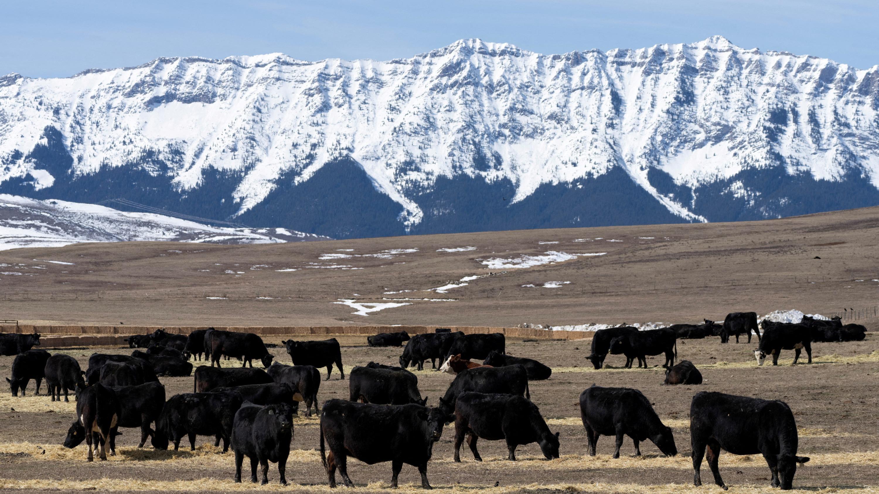 L’Alberta, province canadienne sous le feu des campagnes d’influence étrangères