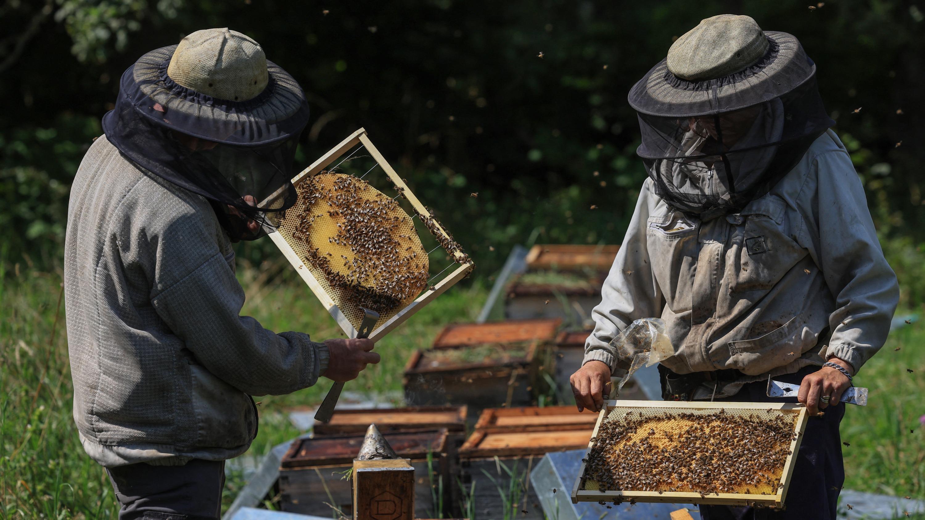 Australie : plus de 800.000 abeilles dérobées dans le nord du Queensland