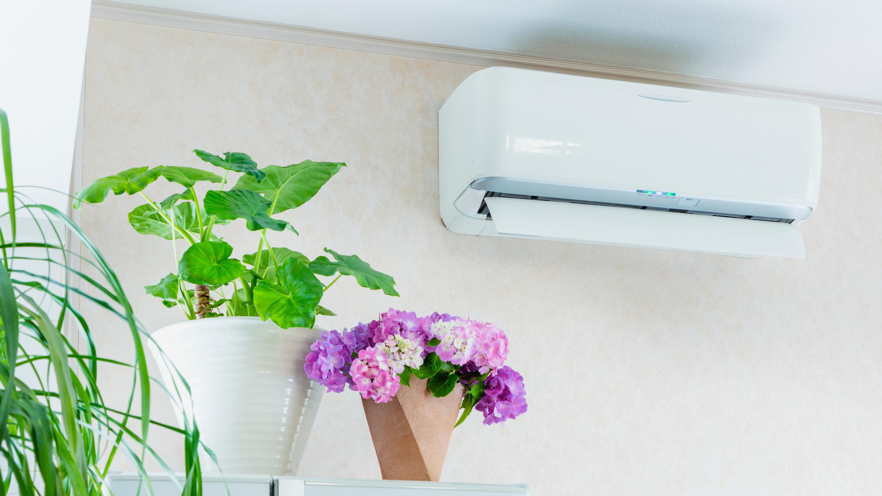 Ce que la climatisation peut faire à vos plantes d’intérieur