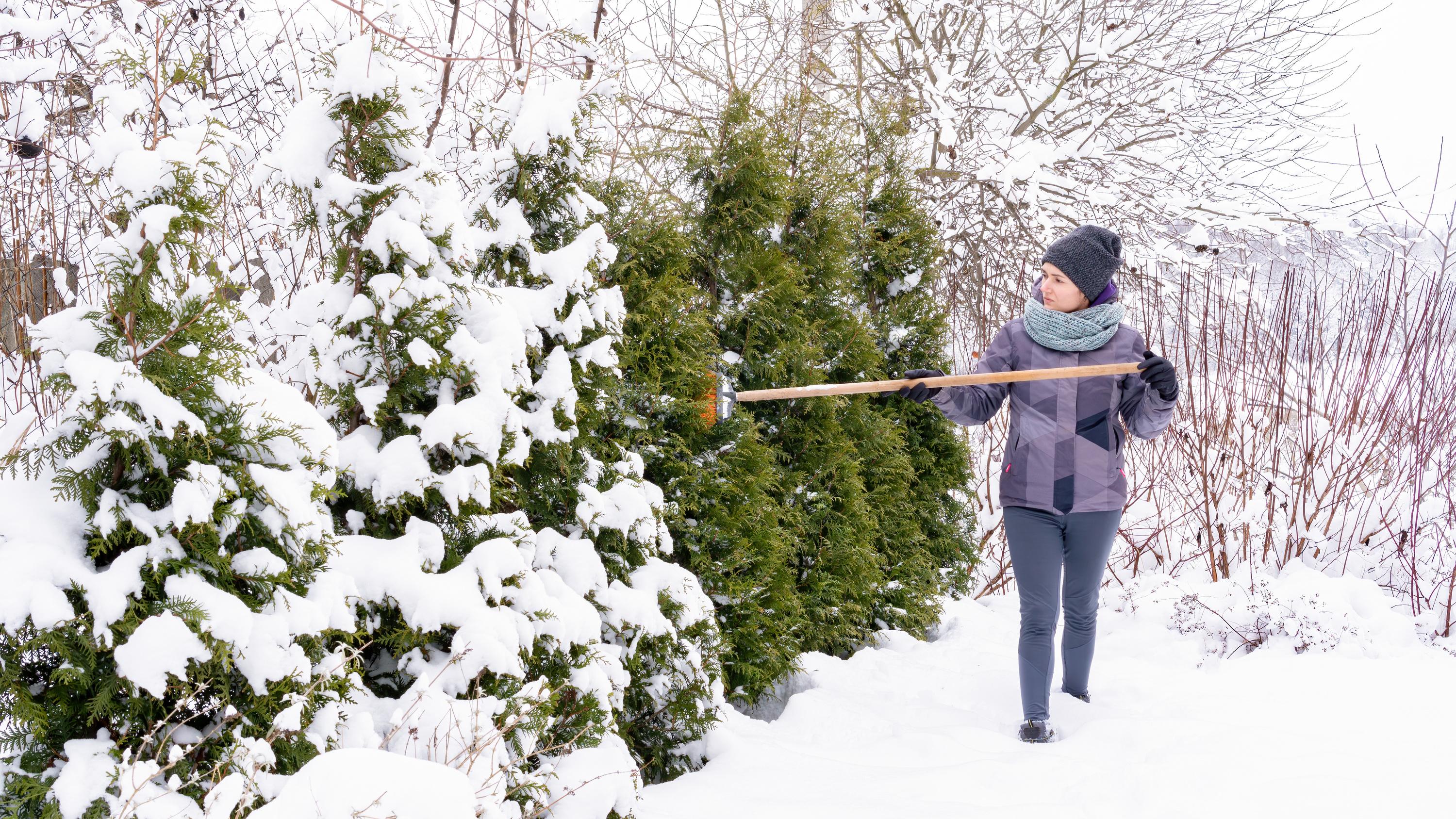 Neige sur vos arbres : le danger caché derrière ce paysage hivernal enchanteur