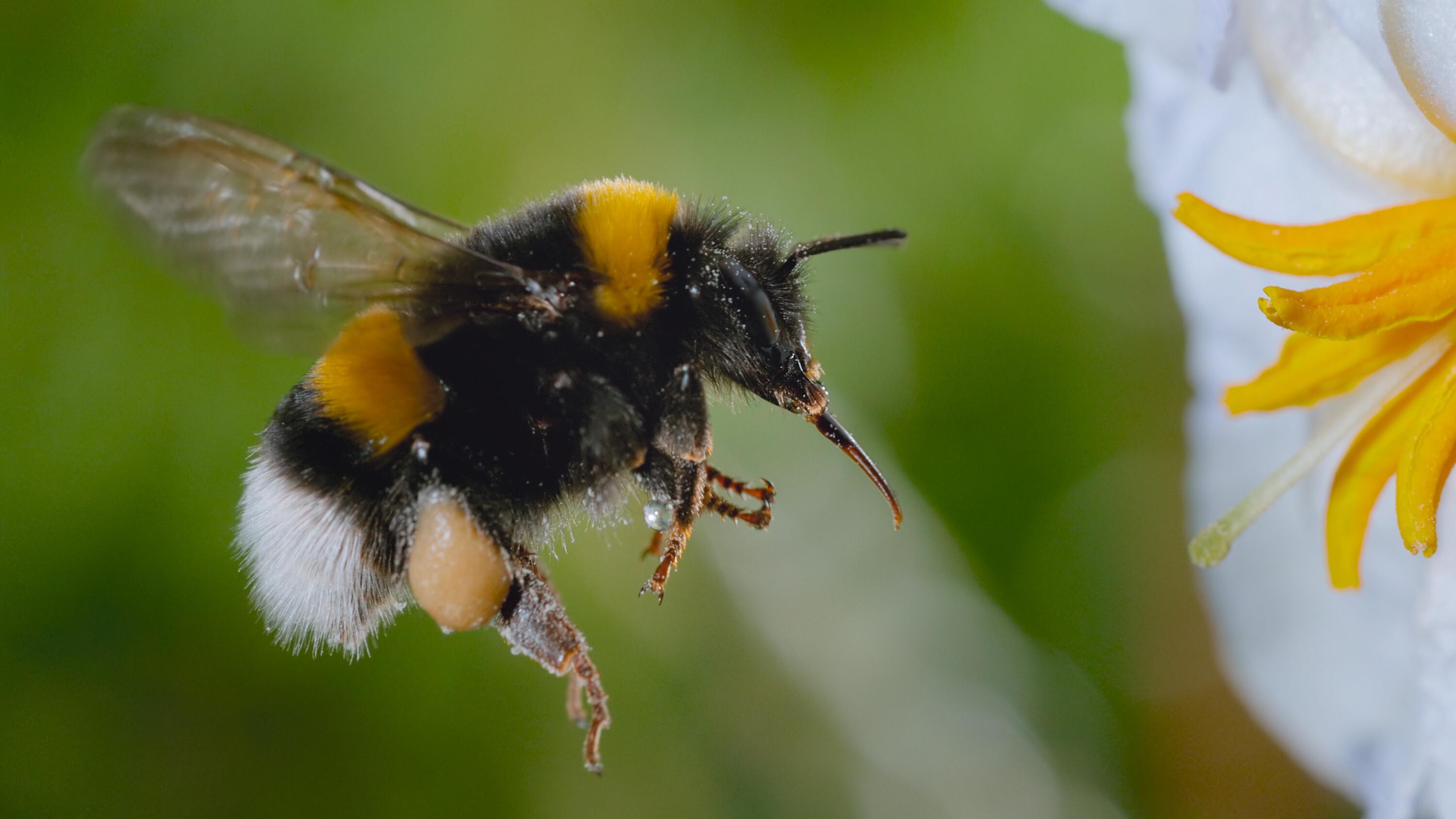 Les abeilles dévoilées dans un documentaire de National Geographic disponible sur Disney+ — Documentaires