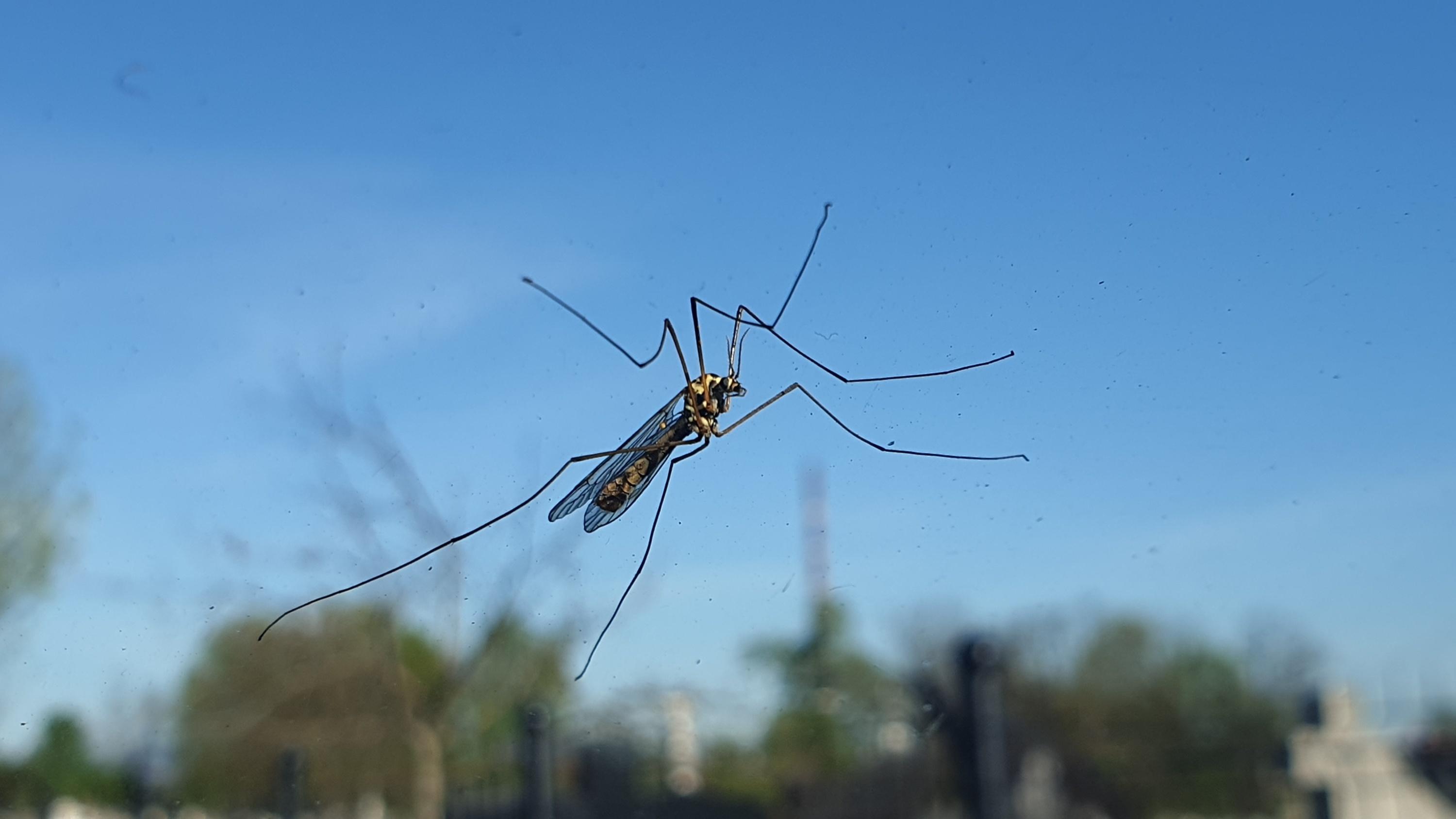 Face au «syndrome du pare-brise propre», les chercheurs veulent compter les insectes sur votre plaque d’immatriculation