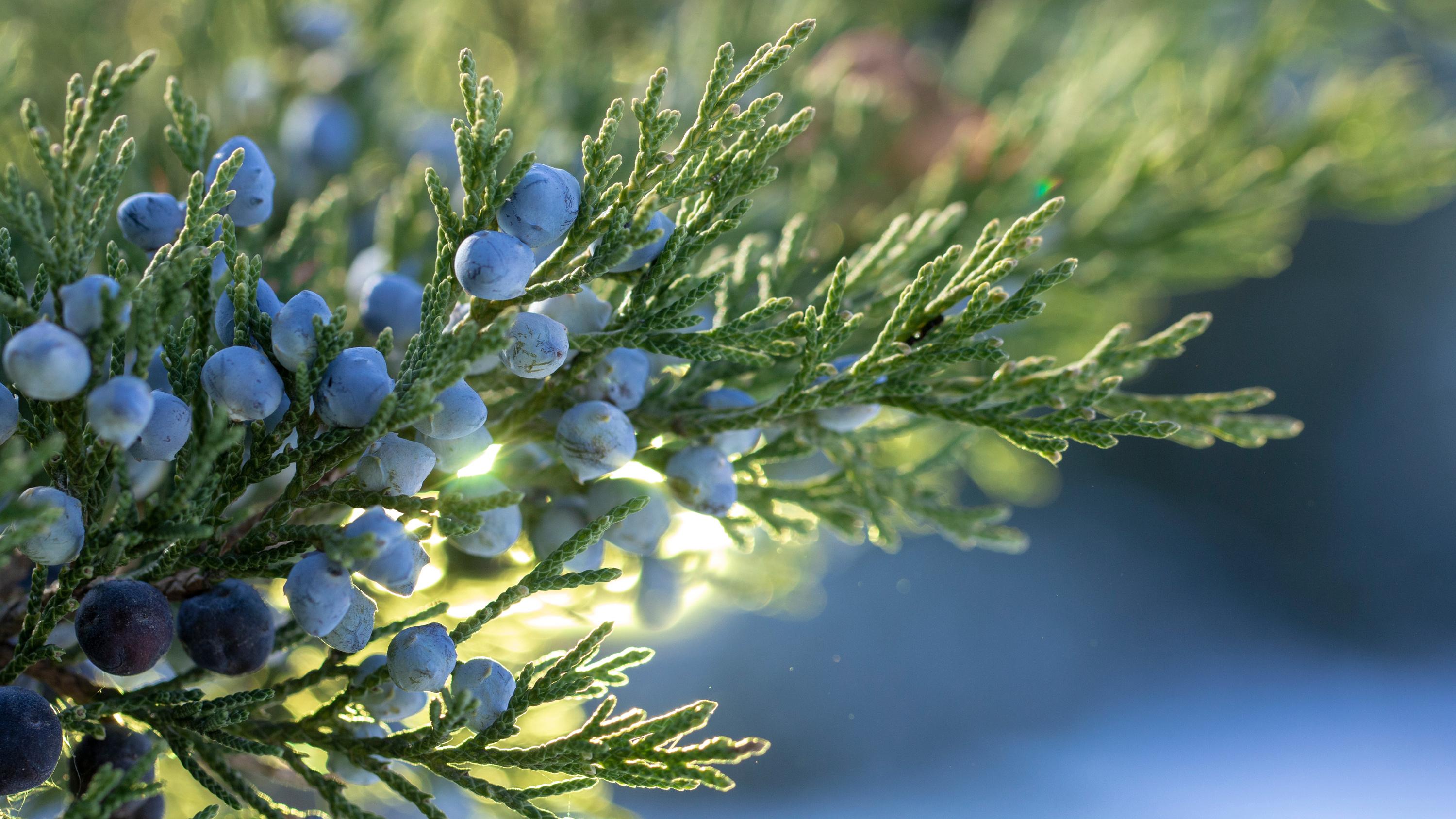 «La qualité est exceptionnelle» : le genévrier sauvage, le secret des Balkans pour produire du gin