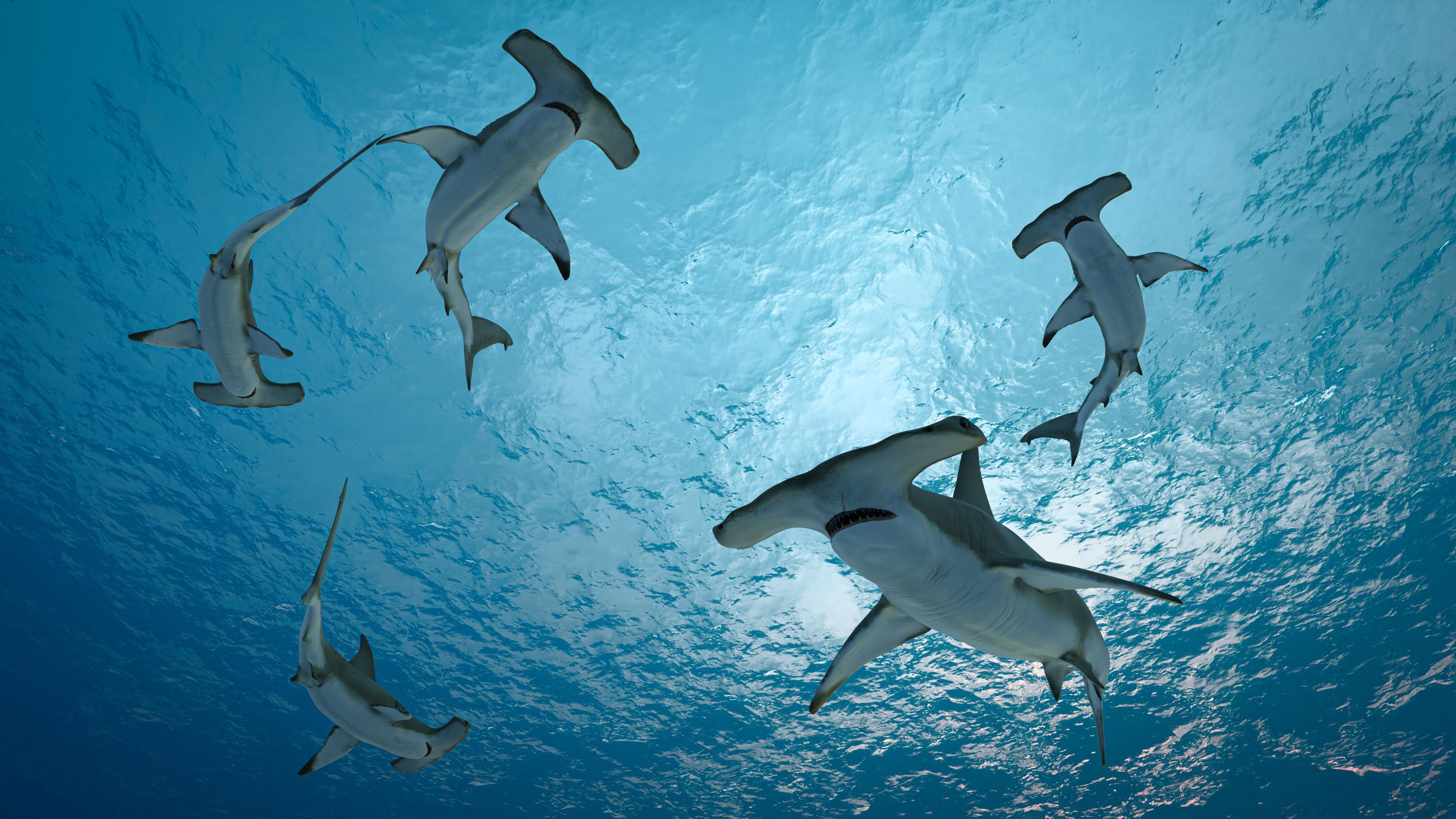 L’idée novatrice mais coûteuse du Costa Rica pour sauver les requins-marteaux