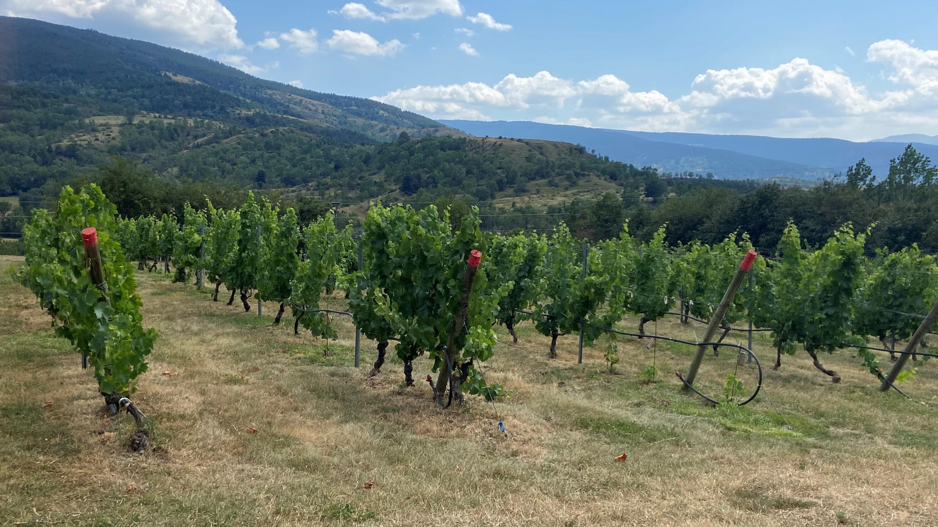 «Un refuge climatique» : après des vendanges historiquement précoces, l’altitude est-elle le nouvel eldorado viticole ?