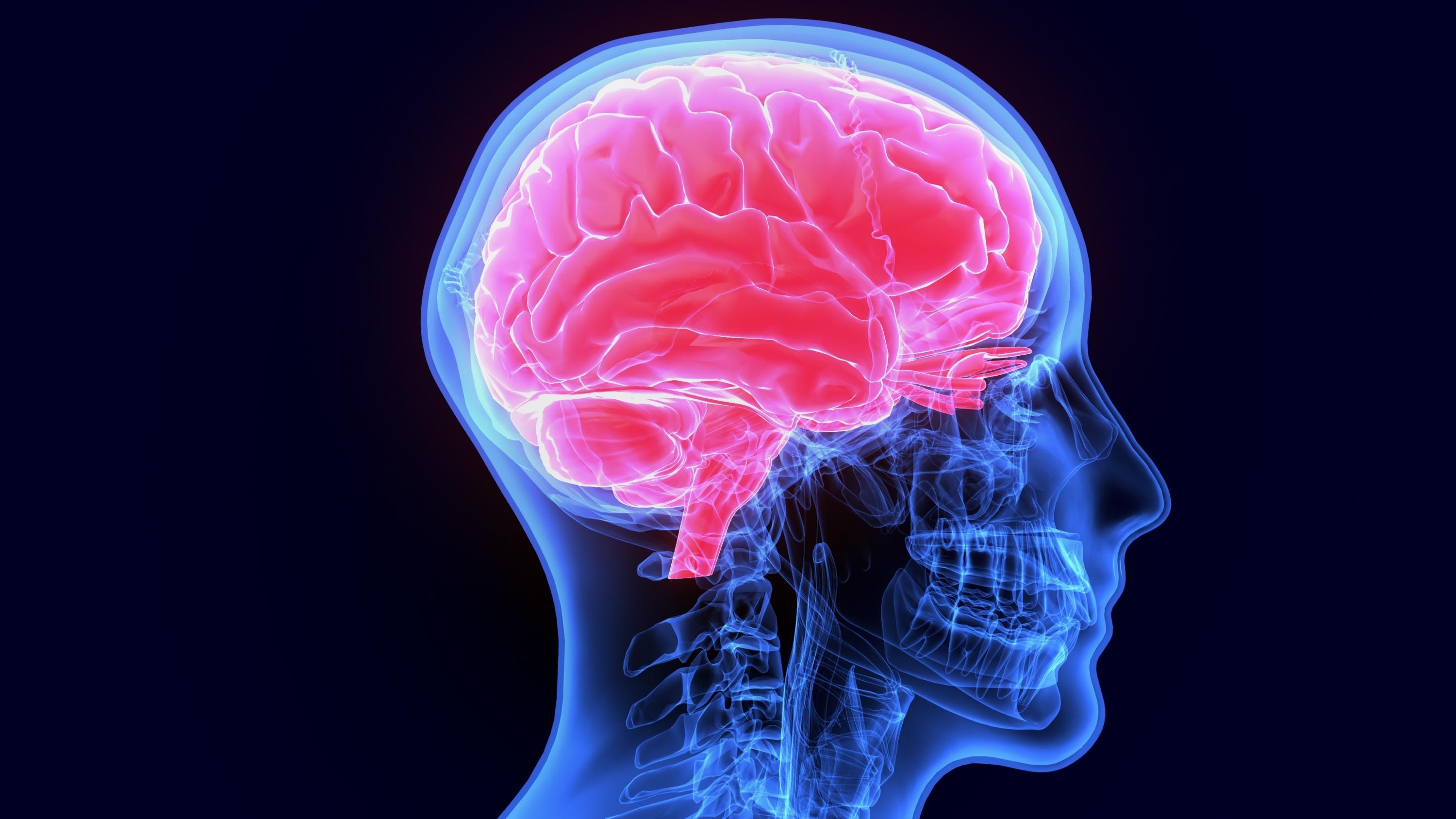 Comment des virus ont façonné le cerveau humain