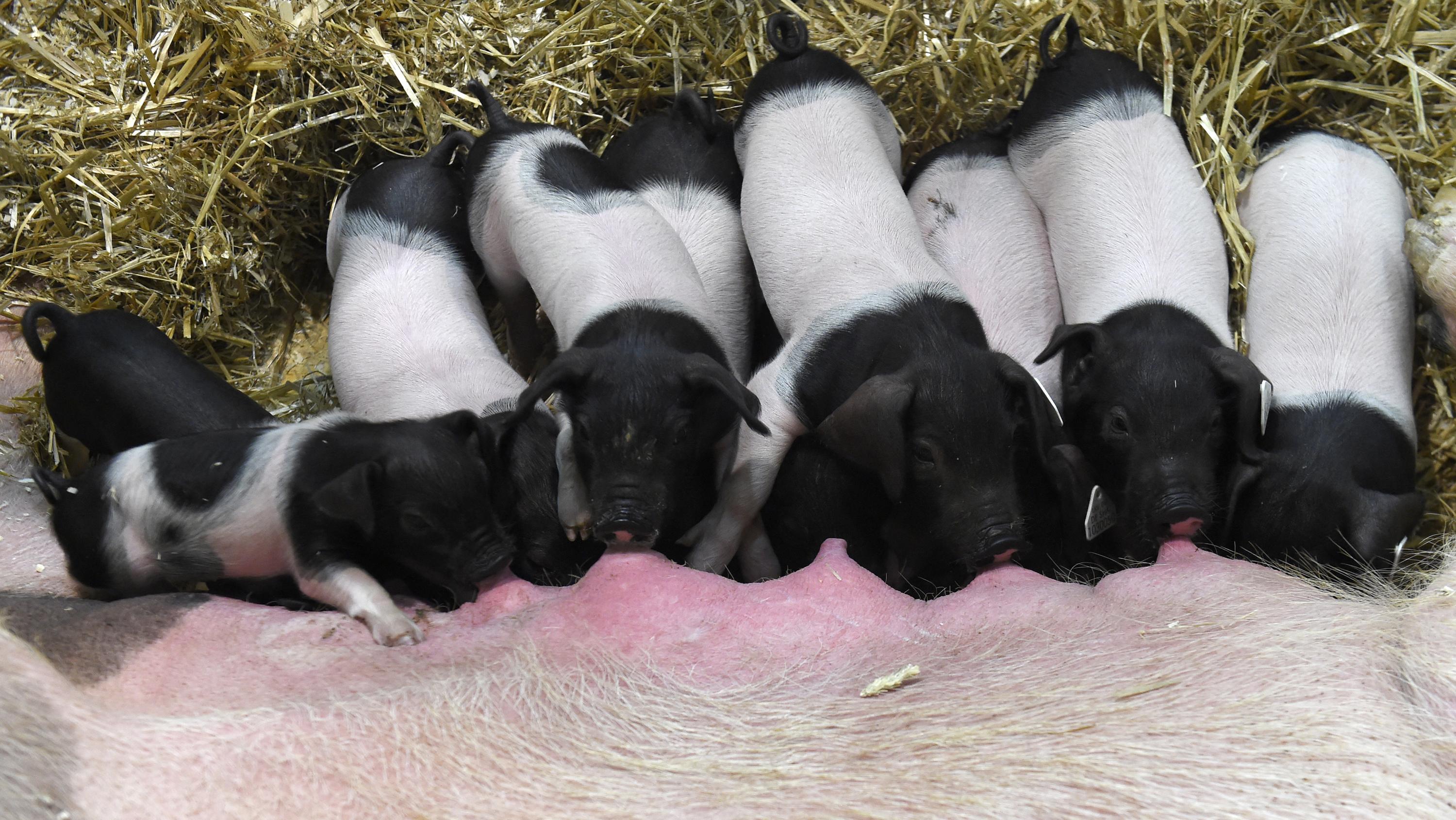 Salon de l’agriculture : après les vaches, des brebis et des porcs également absents