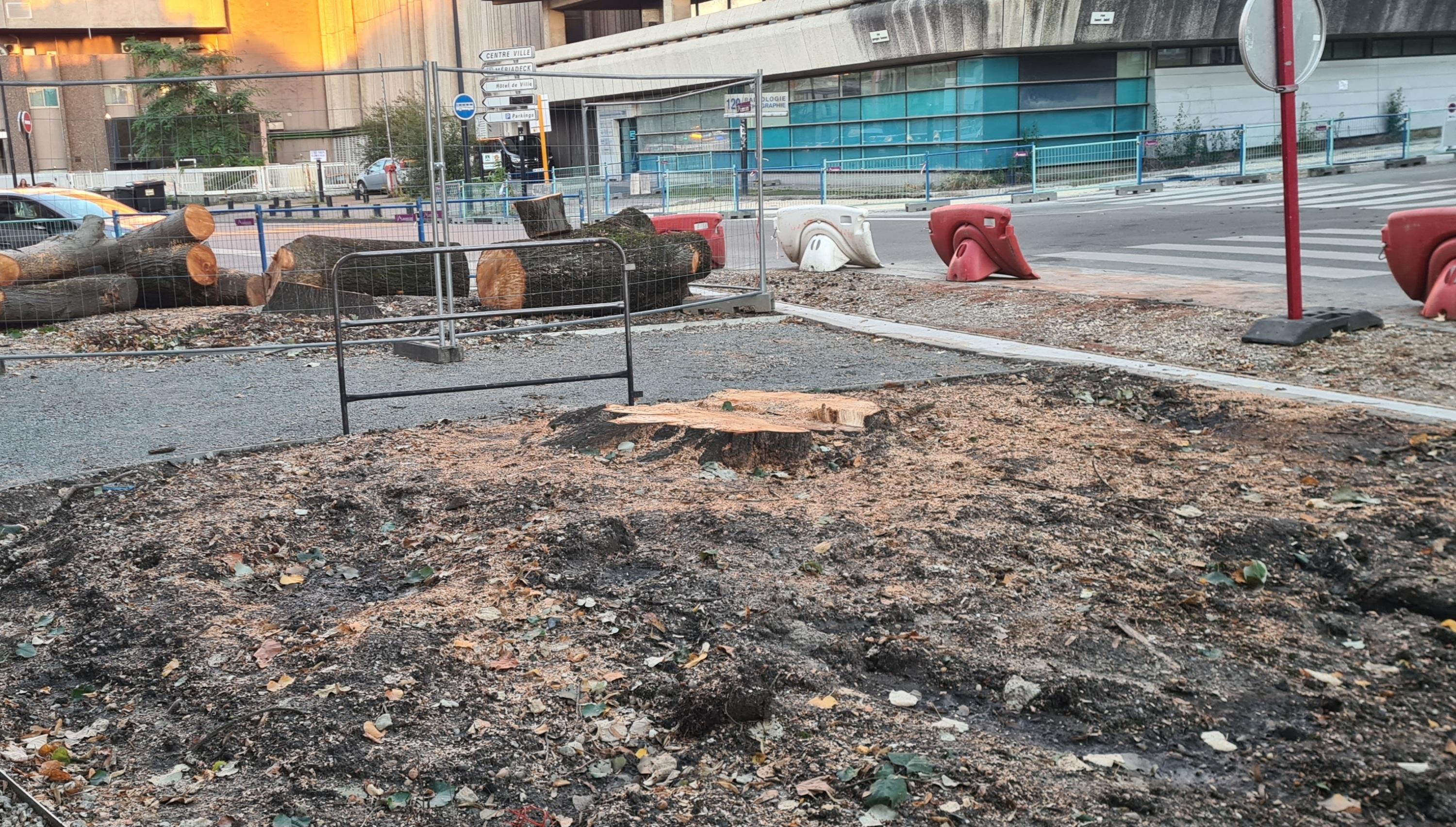 Pourquoi la mairie écologiste de Bordeaux a-t-elle fait couper des grands arbres dans le centre-ville ?