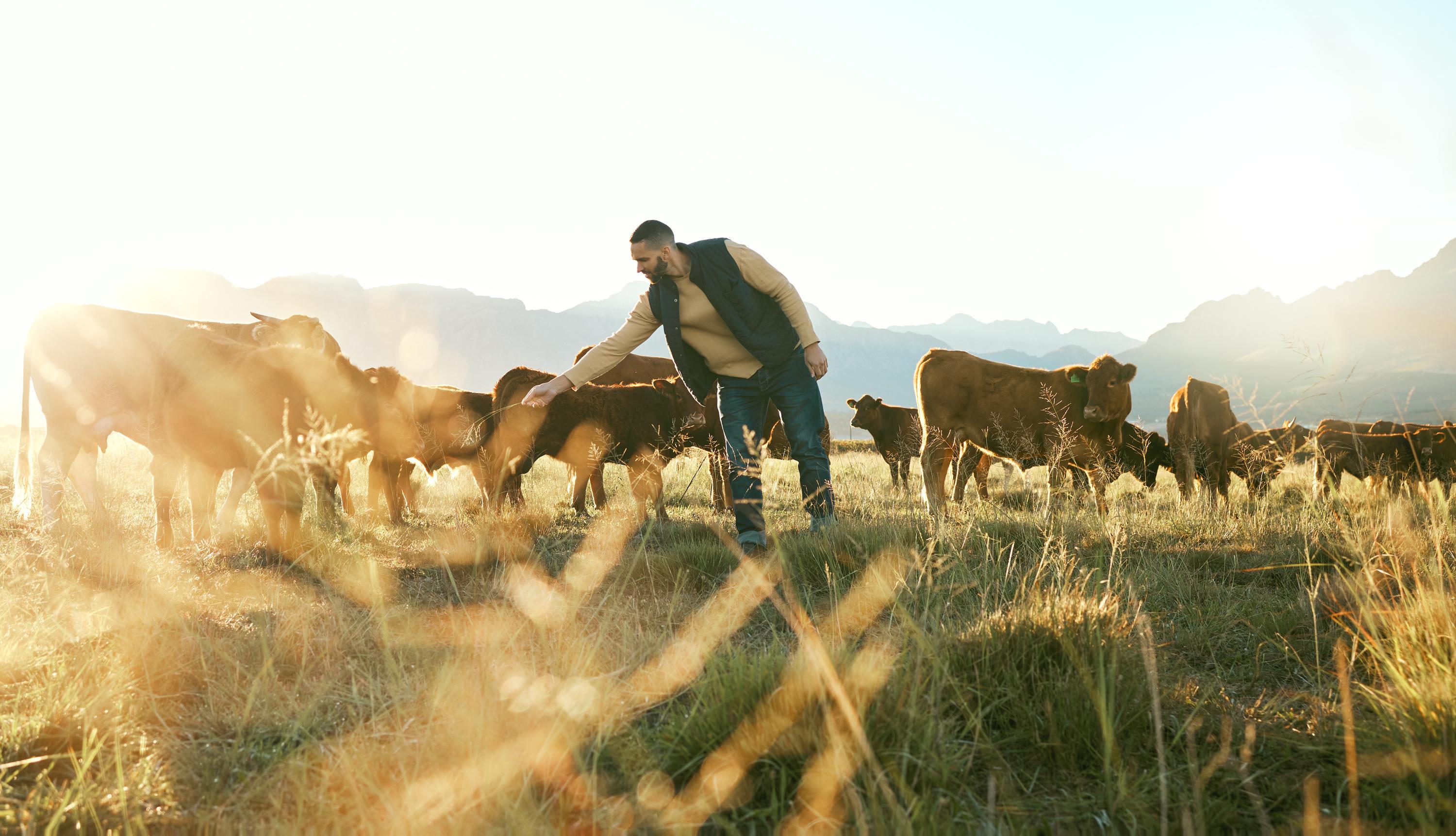 Une habitante se plaint de tapage nocturne car un agriculteur nourrit ses vaches trop tôt