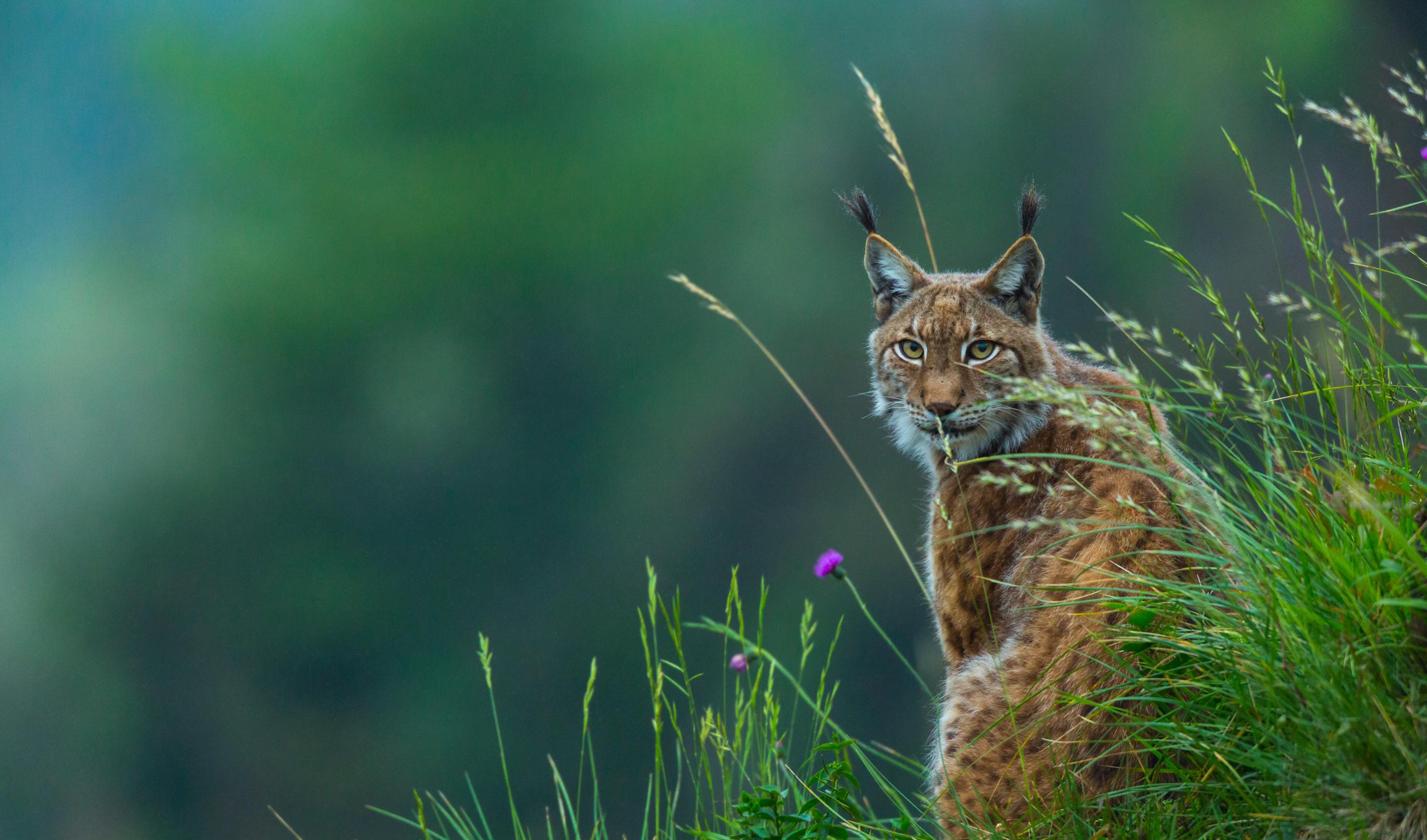 «Il ne mange pas les enfants» : le lynx aperçu aux portes de Lyon ne constitue pas de danger pour l’homme