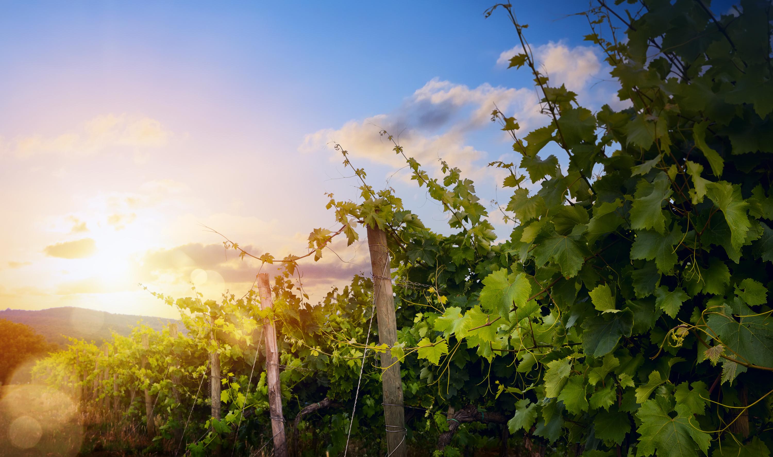 Au domaine Jules Desjourneys, une nouvelle gamme de vin réussie