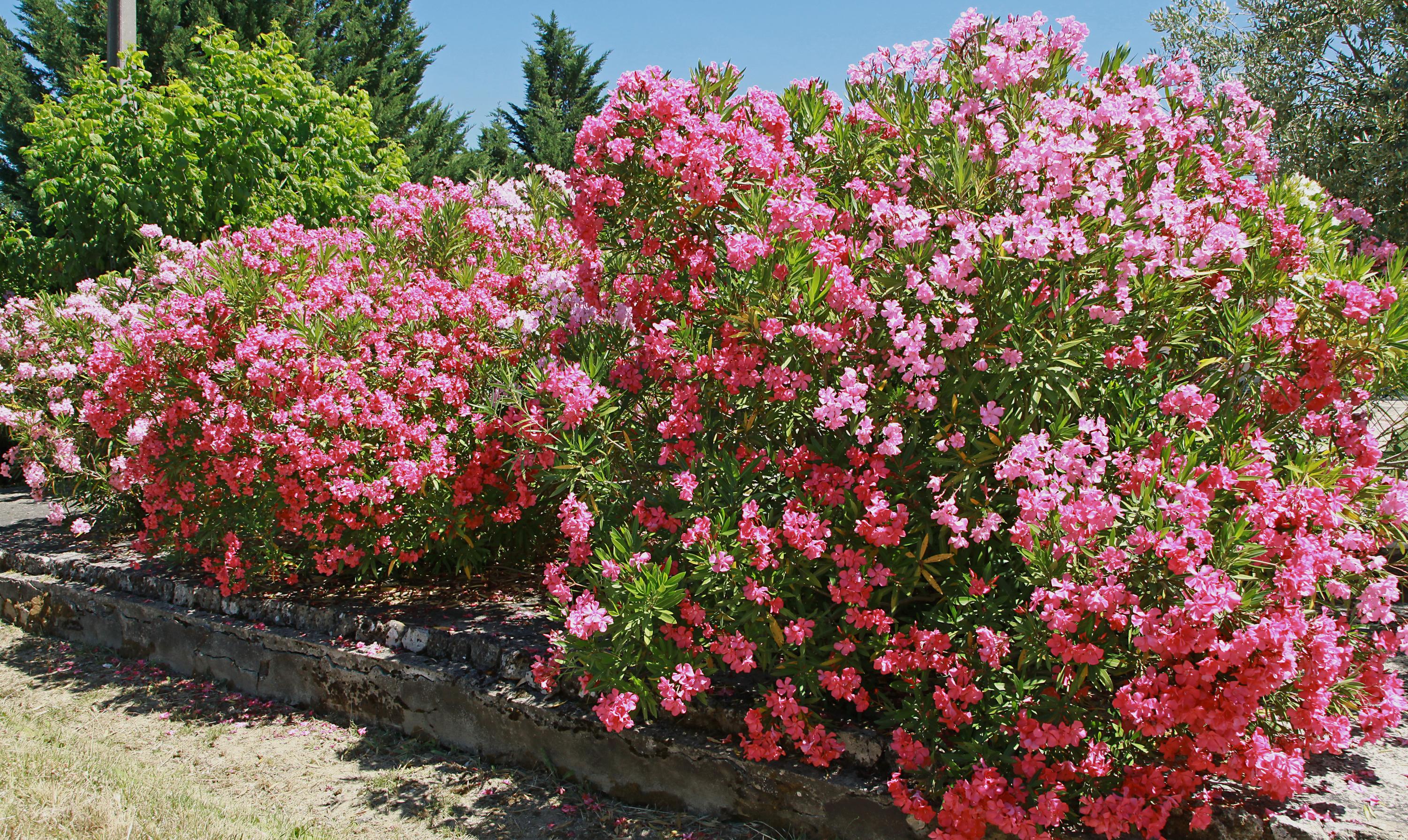 Votre laurier-rose change de couleur ? Ces 3 teintes de feuilles ne trompent pas