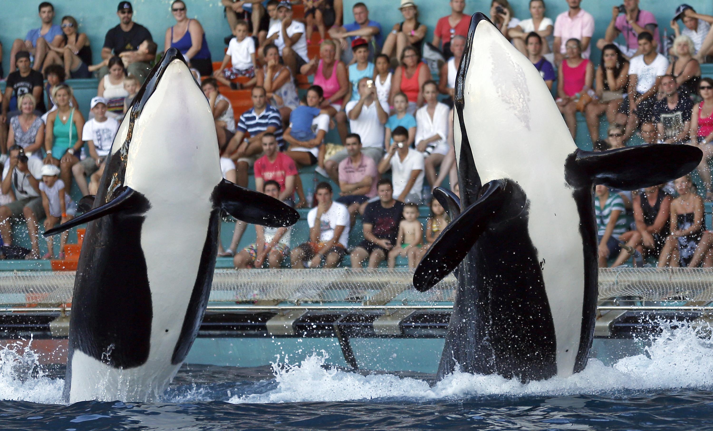 Marineland d’Antibes : après la polémique d’un départ précipité des orques, les spectacles vont reprendre