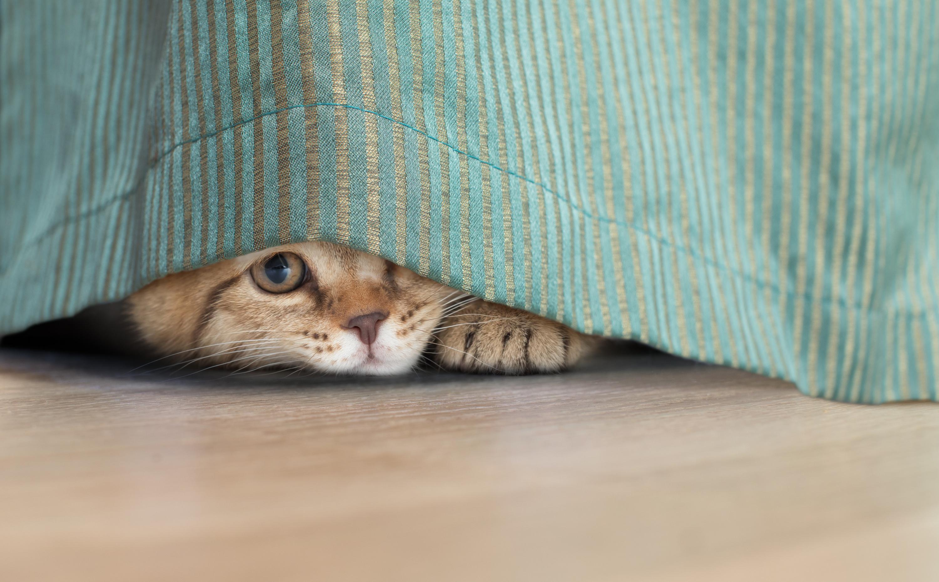 Repulsifs Pour Chat 5 Solutions Simples Et Naturelles
