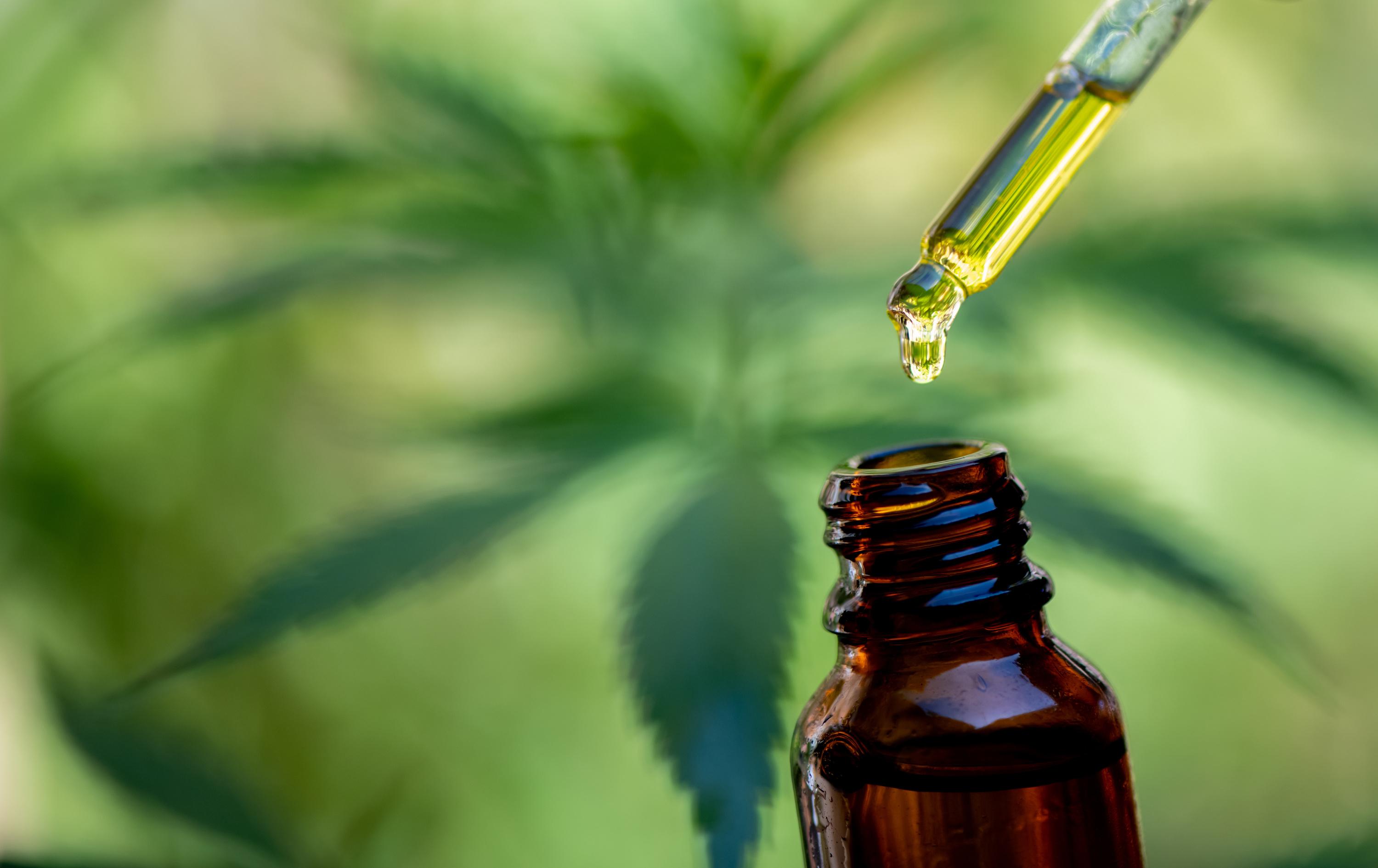 Bugdet 2026 : la filière agricole du CBD inquiète d'une taxe menaçant sa «survie»