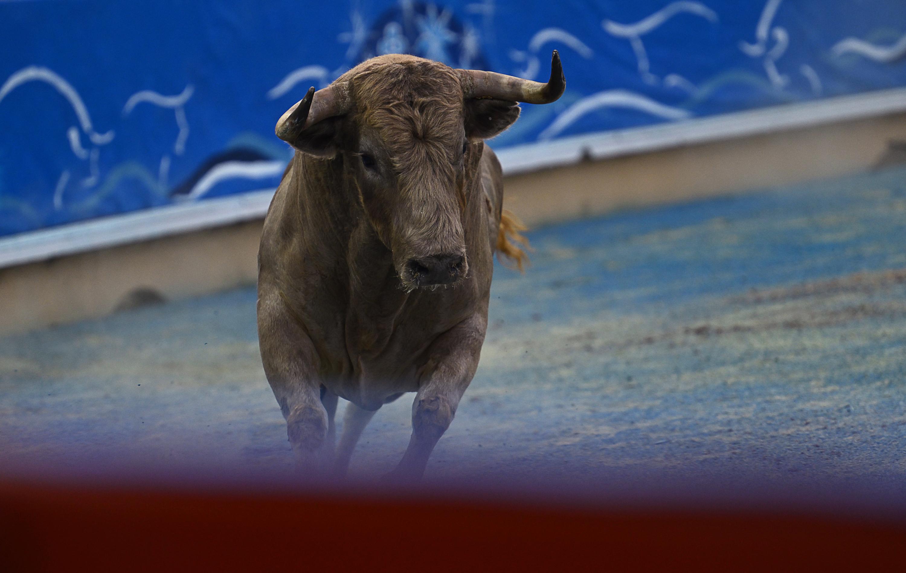 Palavas-les-Flots : le tribunal ordonne au maire l’interdiction d’une corrida