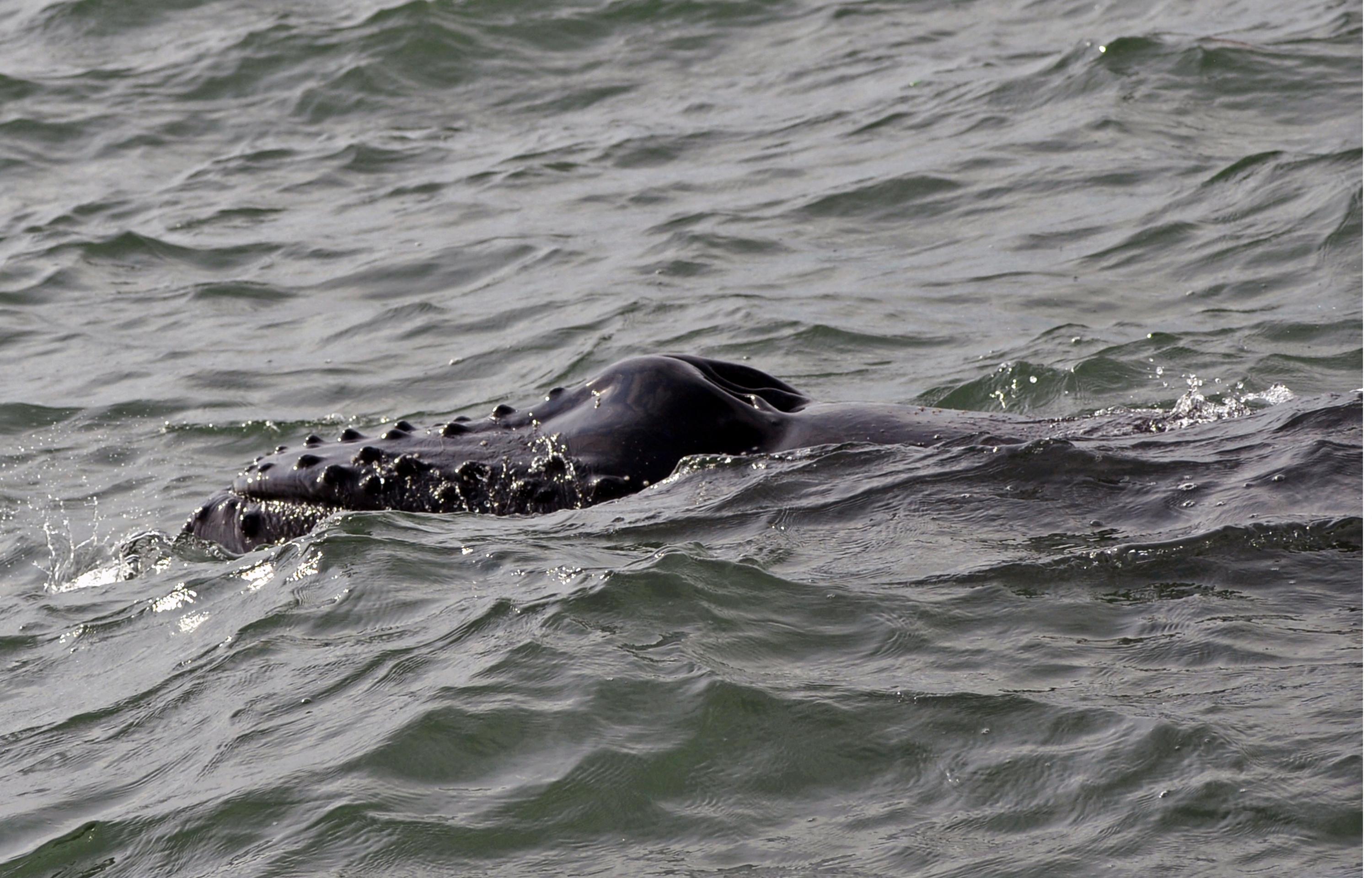 Une baleine à bosse aurait été aperçue dans l'estuaire de la Seine