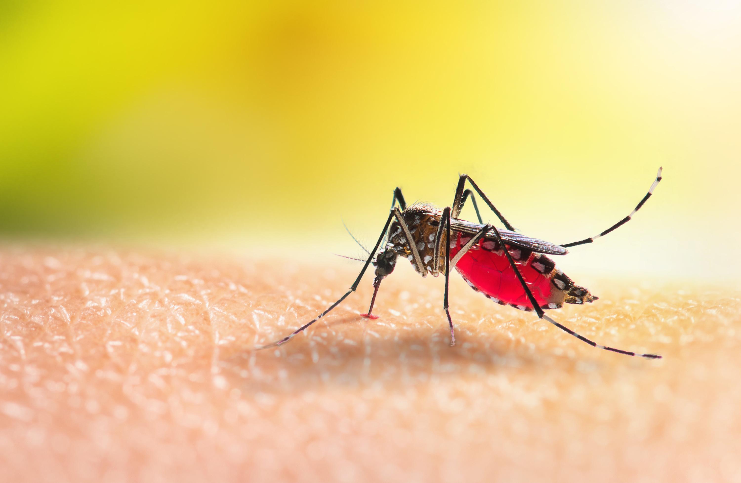 L'épidémie de dengue est déclarée en Guadeloupe