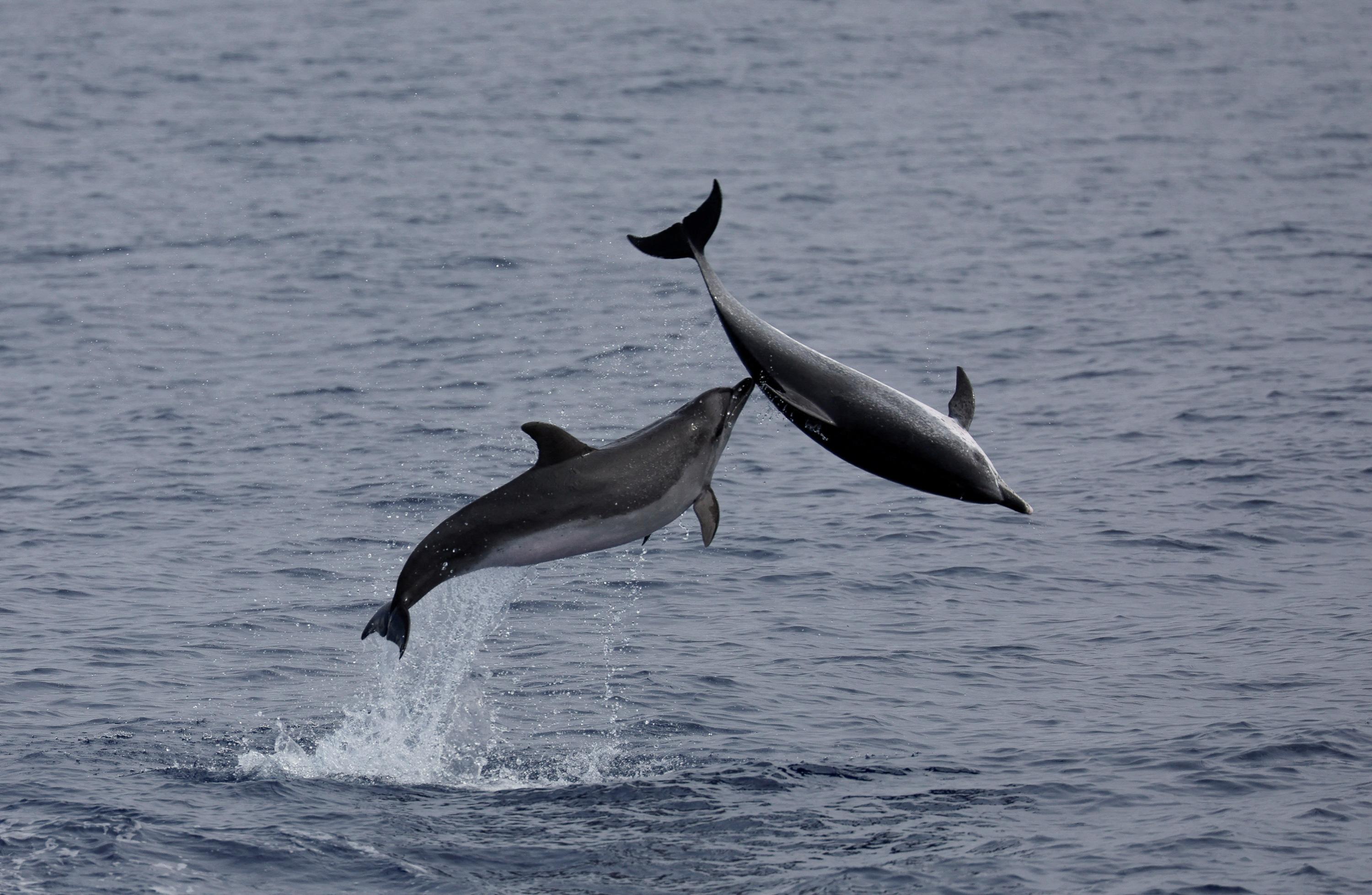 Golfe de Gascogne : les captures mortelles de dauphins divisées par quatre pendant le mois sans pêche