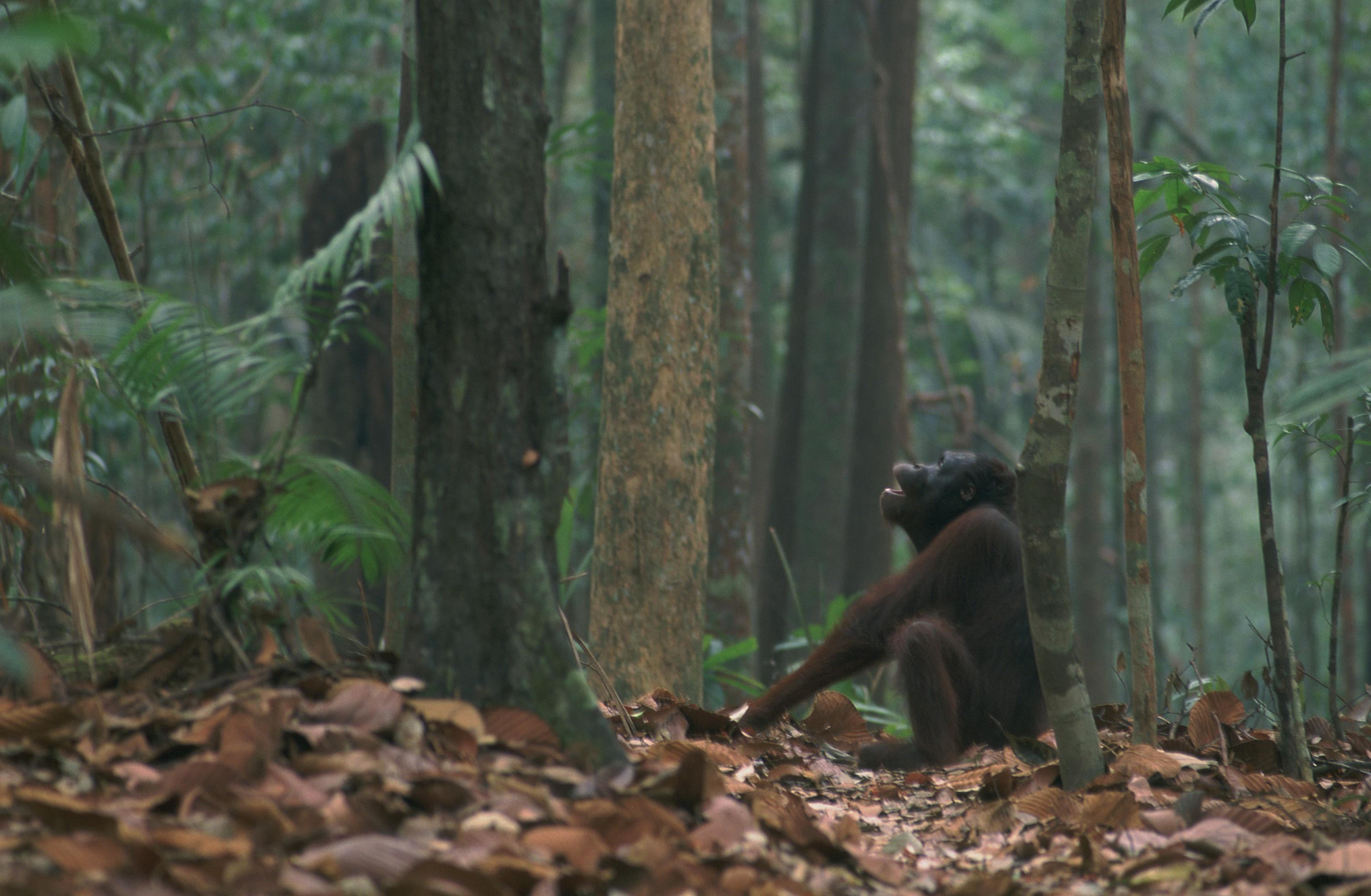 En Indonésie, l’orang-outan Novita a été sauvée in extremis : «Elle a dû traverser le feu pour parvenir jusqu’à l’arbre et y grimper»