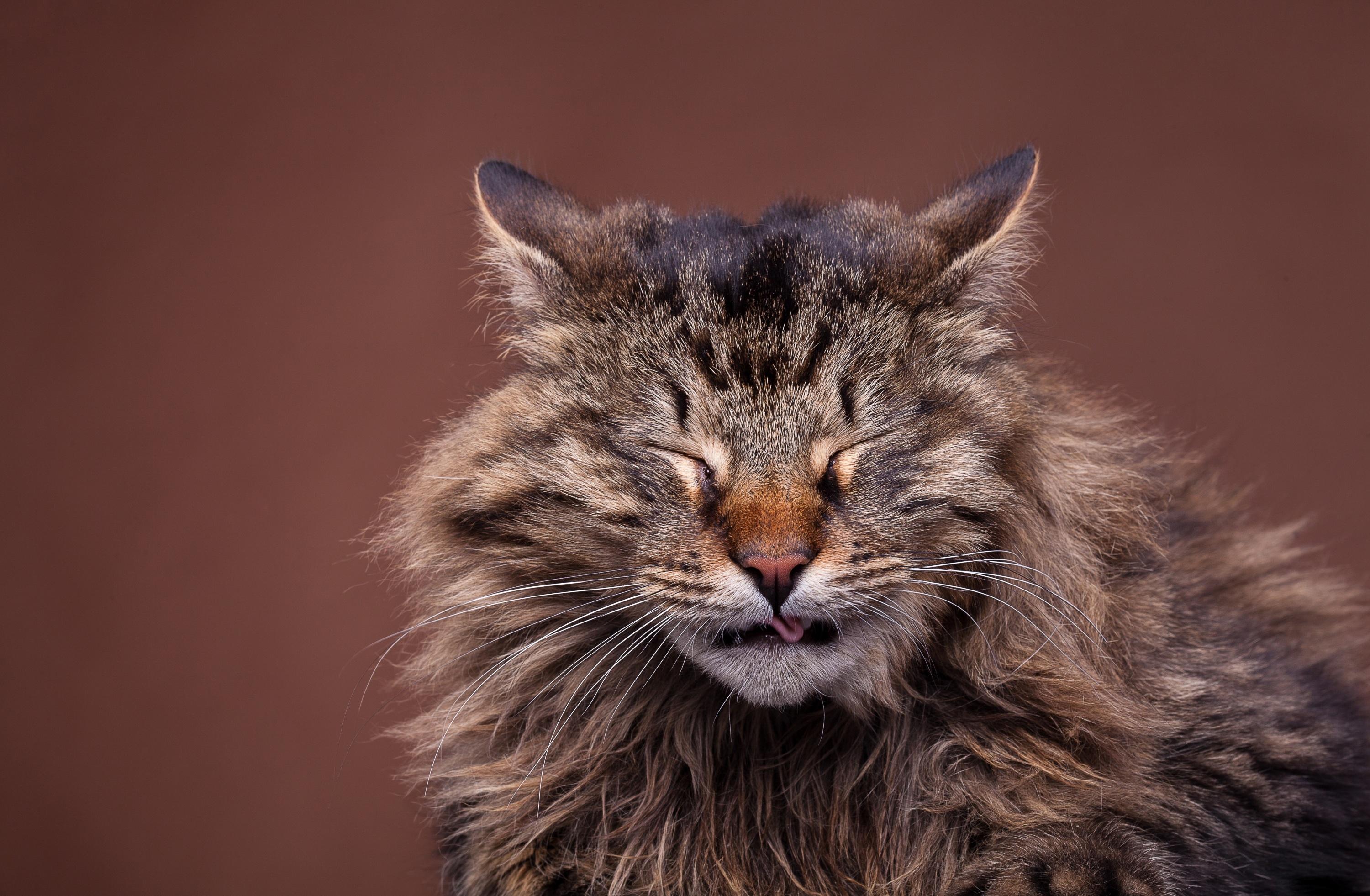 Chat 5 Symptomes A Prendre Au Serieux