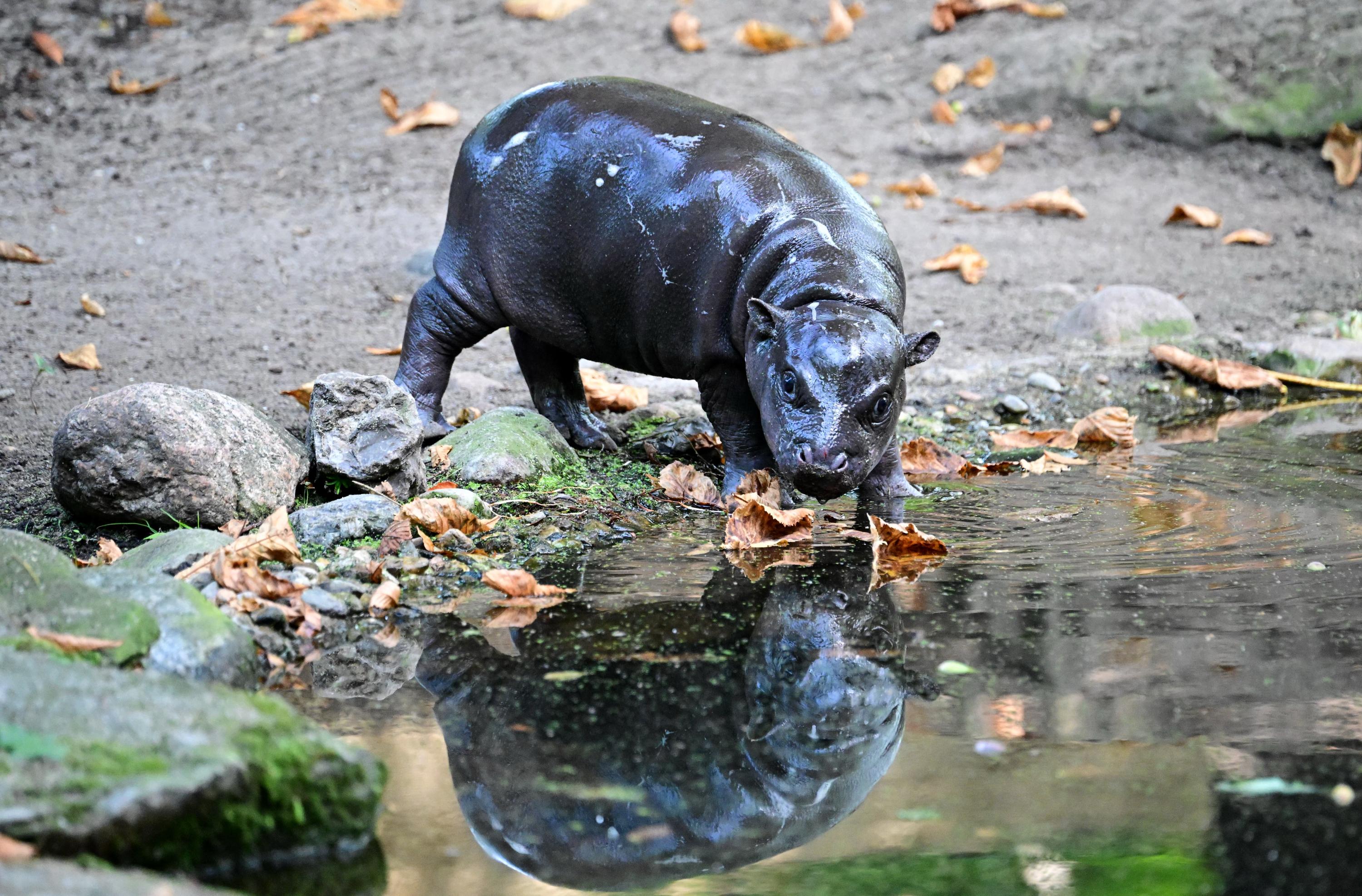 Thaïlande : un bébé hippo pygmée devient une star des réseaux sociaux