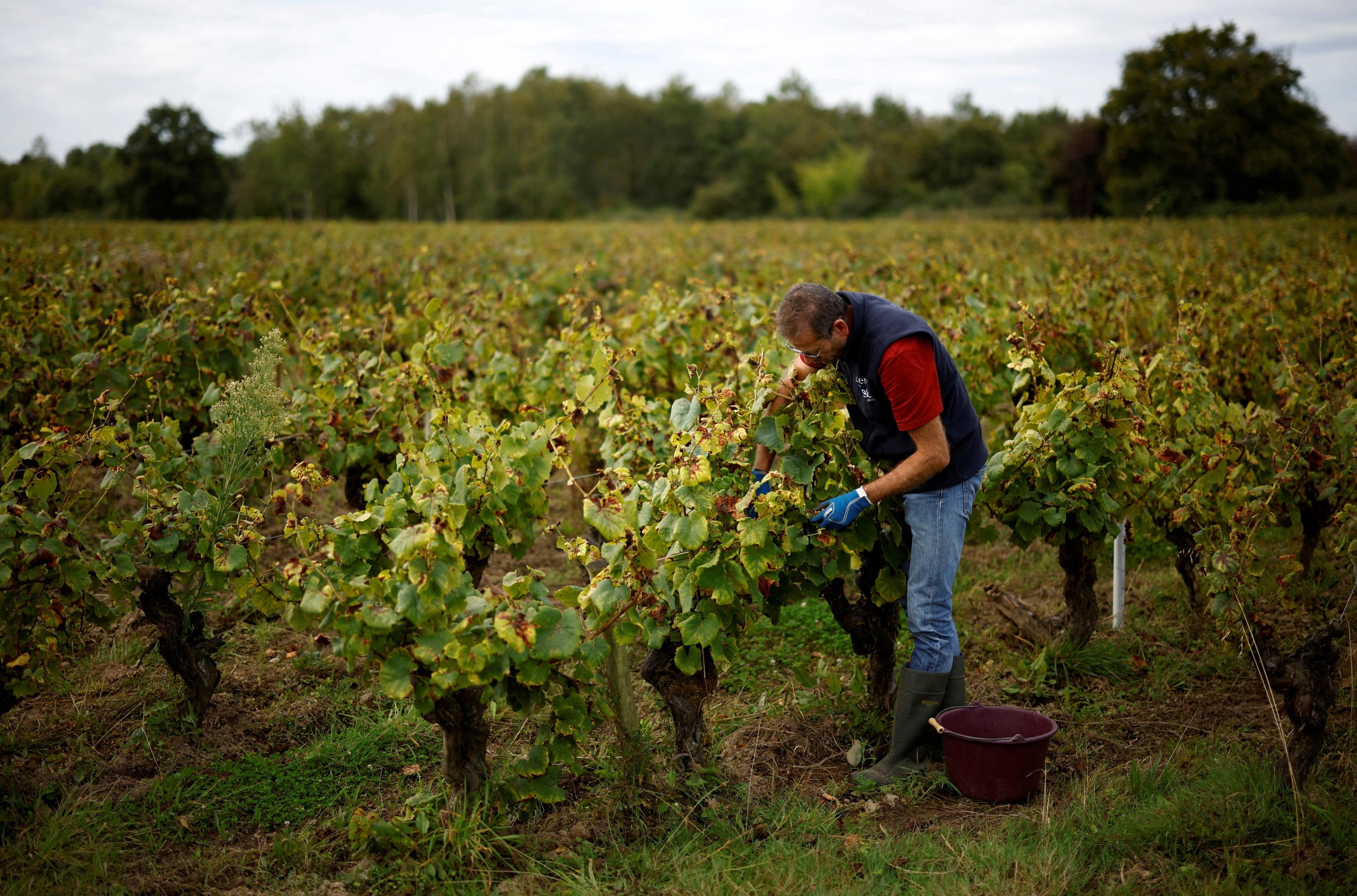 En Gironde, deux Marocains jugés pour traite d'êtres humains dans les vignobles