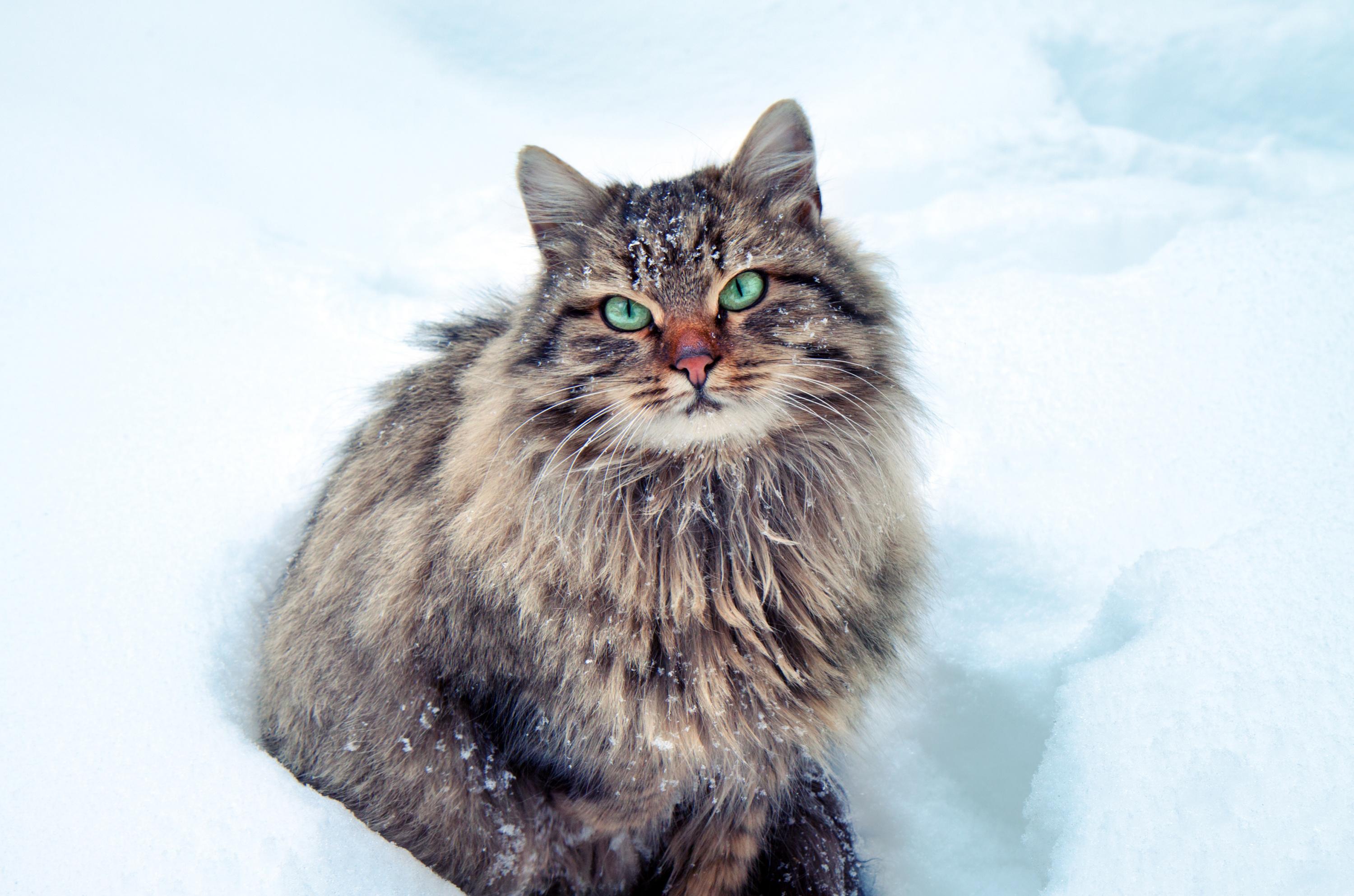 Decouvrez 5 Races De Chats A Poil Long