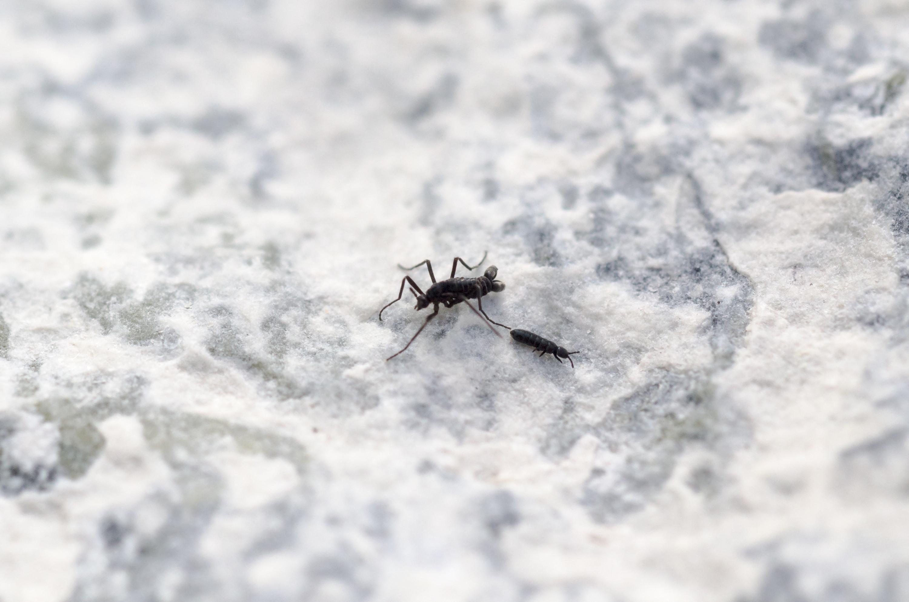 Comment la mouche de l’Antarctique a réussi à conquérir la banquise