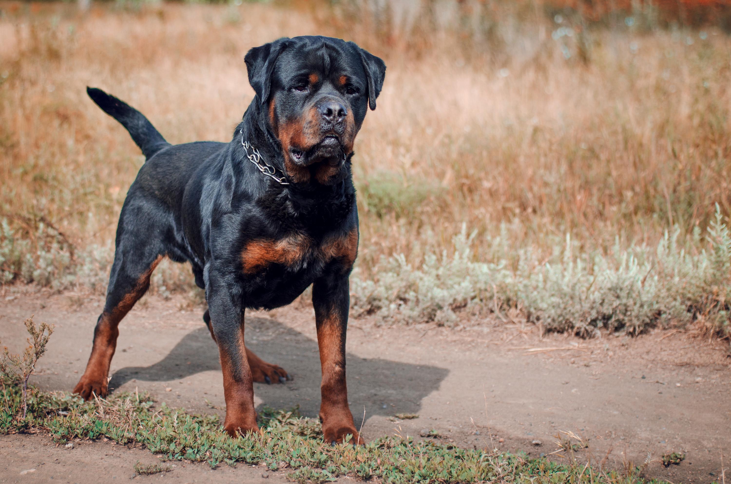 États-Unis : un garçon de deux ans meurt après l’attaque de chiens appartenant à sa nourrice