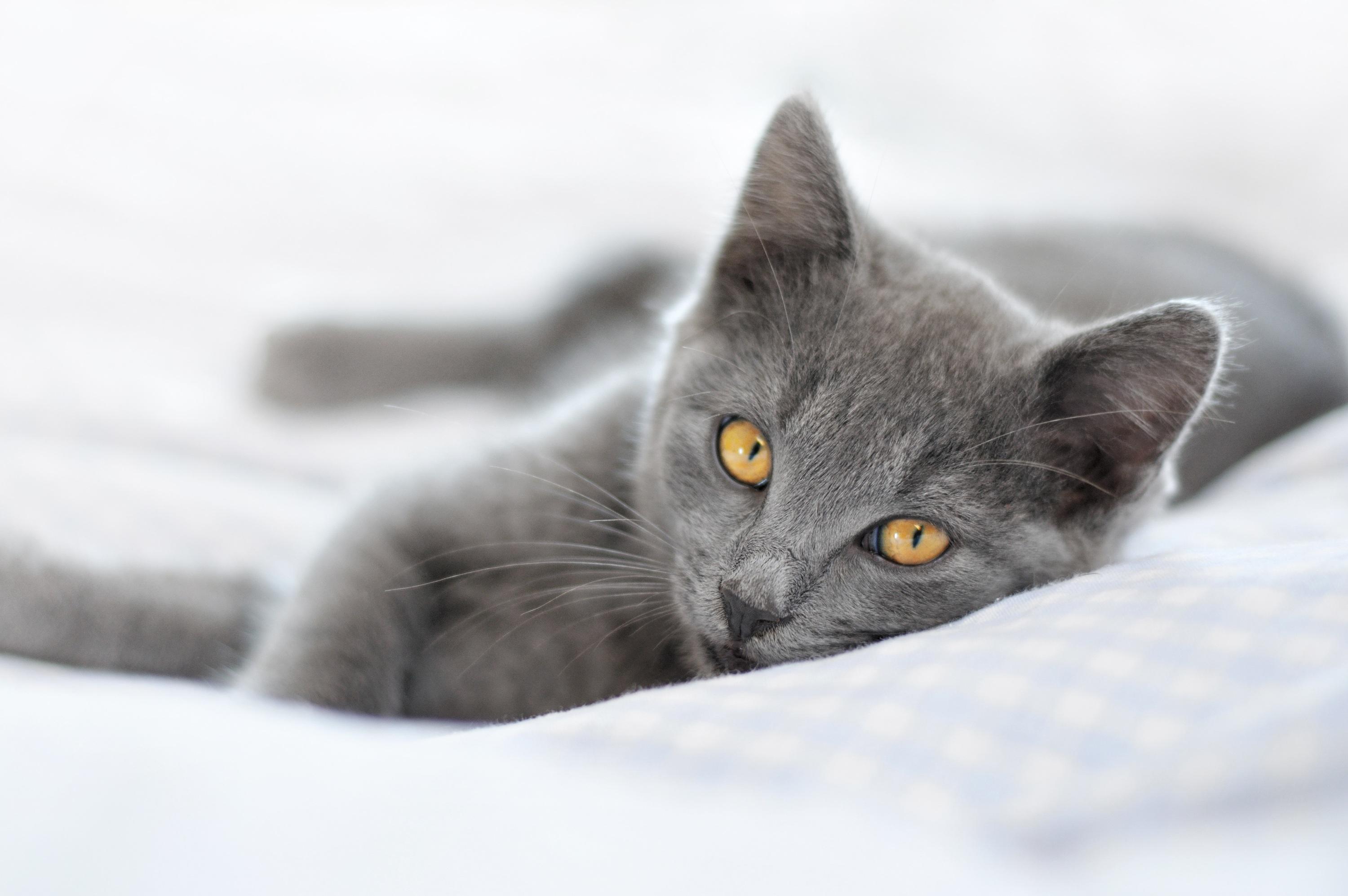 5 Races De Chats Parfaites Pour Vivre En Appartement 5 Races De Chats Parfaites Pour Vivre En Appartement